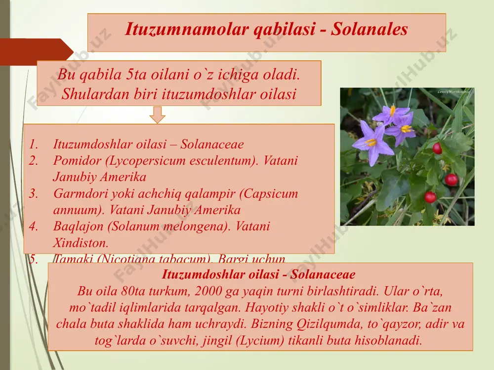 i turlari dori olinadigan, bo`yoq va shira beruvchi o`simliklar. ayrimlari begona o`t sifatida ekinlar orasida uchraydi. yana boshqalari esa zaharli (kampirchopon) o`simliklardir. yalpiznamolar qabilasi - lamiales qabilaning tarkibdagi oilalardan biri yalpizdoshlar. yalpizdoshlar (labguldoshlar) oilasi –lamiceae yoki labiatae bu oila 200 turkum va 3500 turdan iborat. ular asosan er sharining issiq va mu`atadil iqlim xududlarida tarqalgan. hayotiy shakli tropik, subtropiklarda daraxt va buta, bizda o`t o`simliklardir. muxim belgilari: barglari oddiy tekis yoki chuqur qirqilgan, poyada qarama-qarshi joylashgan. poyasi 4 qirrali, gullari mayda, ro`vak, shingil, kallak to`pgul hosil qiladi. ikki jinsli, zigomorf. gulqo`rgoni murakkab, kosacha bargi 5 ta birikib o`sgan, gultojbarglari ham 5 ta birikib o`sgan. gul formulasi: ↑ û ca(5) co(5) a 4, 2 g (2) ahamiyati: oila vakillari efir moylariga boy bo`lganligidan parfyumeriya va oziq ovqat sanoatida ishlatiladi. bulardan tashqari bir necha turlari dorivor hisoblanib, tibbiyotda qo`llaniladi. ko`pchilik turlari madaniylashtirilgan. adabiyotlar: salobiddinov s. s. gulli o`simliklar sistematikasi. t. «o`qituvchi» 1966 …