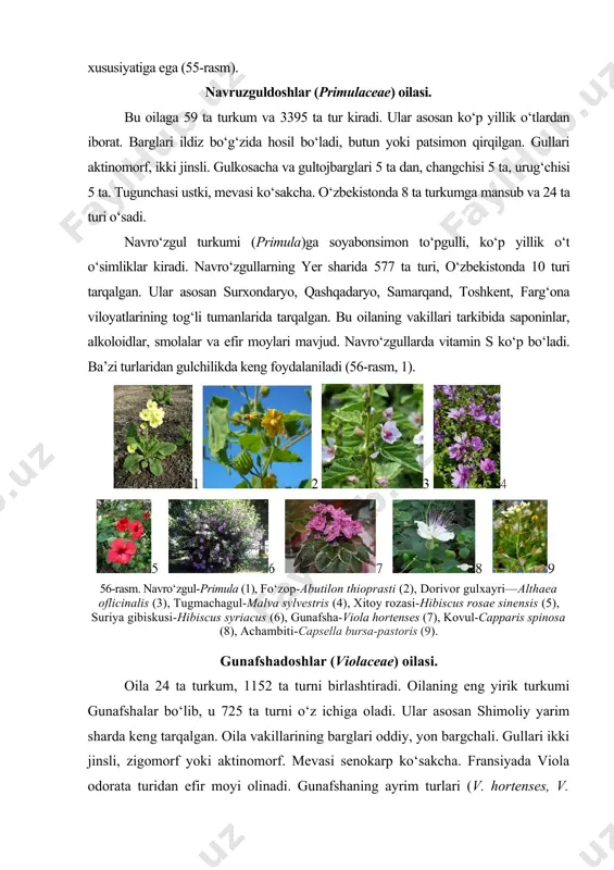 turi o‘sadi. navro‘zgul turkumi (primula)ga soyabonsimon to‘pgulli, ko‘p yillik o‘t o‘simliklar kiradi. navro‘zgullarning yer sharida 577 ta turi, o‘zbekistonda 10 turi tarqalgan. ular asosan surxondaryo, qashqadaryo, samarqand, toshkent, farg‘ona viloyatlarining tog‘li tumanlarida tarqalgan. bu oilaning vakillari tarkibida saponinlar, alkoloidlar, smolalar va efir moylari mavjud. navro‘zgullarda vitamin s ko‘p bo‘ladi. ba’zi turlaridan gulchilikda keng foydalaniladi (56-rasm, 1). 56-rasm. navro‘zgul-primula (1), fo‘zop-abutilon thioprasti (2), dorivor gulxayri—althaea oflicinalis (3), tugmachagul-malva sylvestris (4), xitoy rozasi-hibiscus rosae sinensis (5), suriya gibiskusi-hibiscus syriacus (6), gunafsha-viola hortenses (7), kovul-capparis spinosa (8), achambiti-capsella bursa-pastoris (9). gunafshadoshlar (violaceae) oilasi. oila 24 ta turkum, 1152 ta turni birlashtiradi. oilaning eng yirik turkumi gunafshalar bo‘lib, u 725 ta turni o‘z ichiga oladi. ular asosan shimoliy yarim sharda keng tarqalgan. oila vakillarining barglari oddiy, yon bargchali. gullari ikki jinsli, zigomorf yoki aktinomorf. mevasi senokarp ko‘sakcha. fransiyada viola odorata turidan efir moyi olinadi. gunafshaning ayrim turlari (v. hortenses, v. grandiflorae) va navlari manzarali …