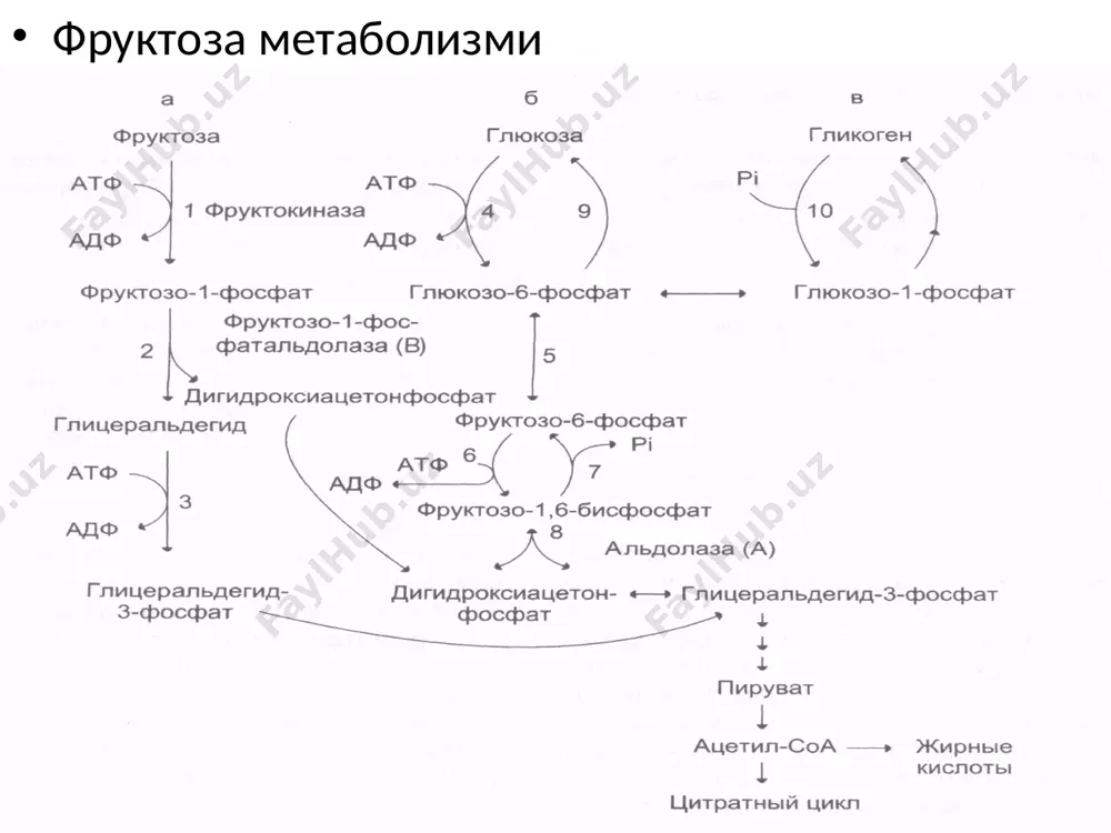н иборат: оксидланиб ва оксидланмасдан кечадиган босқичлардан. оксидланиб кечадиган босқичида надф надфн2га ,кайтарилиши ва у сарфланади: глутатиони регенерациясиги антиоксидант тизимда; ег кислотлар биосинтезида; оксигеназа реакцияларида цитохрома р450 ишритокида ксенобиотиклар зарарсизлантиришда, метаболитлар, холестерин синтези, стероид гормонлар ситези. оксидланмасдан кечадиган босқичларида хар хил пентозалар синтезланади. рибозо-5ф пурин ва пиримидин нуклеотидлари синтези учун зарур. патология пфш надфн2 является важным компонентом антиоксидантной защиты, он необходим для регенерации глутатиона, который с участием глутатионпероксидазы разрушает активные формы кислорода. так как в эритроцитах надфн2 образуется только в реакциях пфш, дефект глюкозо-6ф дг вызывает дефицит надфн2 и снижение антиоксидантной защиты. в этом случае под действием прооксидантов, например, антималярийных препаратов происходит существенное повышение сро. активация сро вызывает окисление цистеина в белковой части гемоглобина, в результате чего протомеры гемоглобина, соединяясь дисульфидными мостиками, образуют тельца хайнца. т.к. тельца хайнца снижают пластичность клеточной мембраны эритроцитов, она при деформации в капиллярах разрушается. массированный гемолиз эритроцитов ведет к развитию гемолитической анемии. углеводлар алмашинуви бошқарилиши …