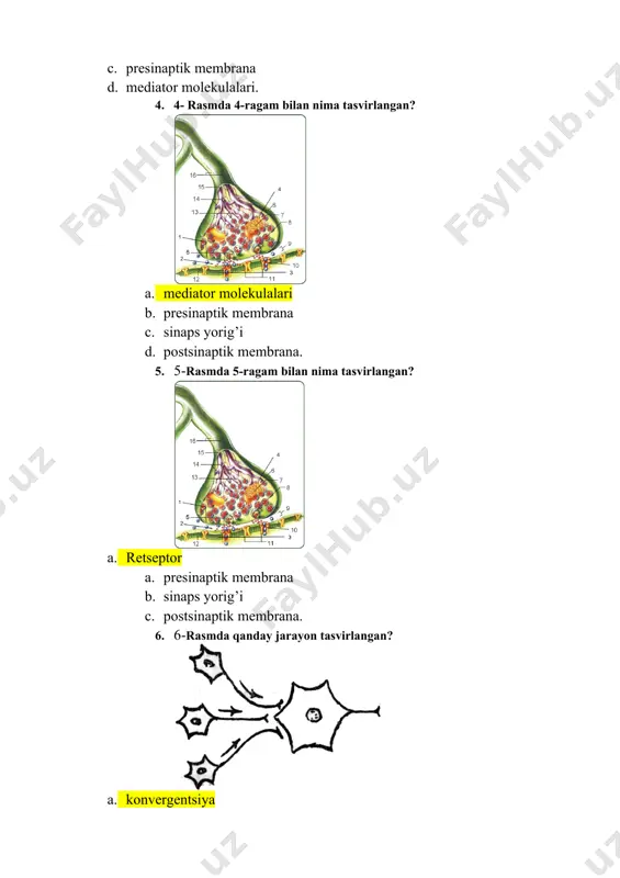 sinaps strukturlari - Page 2