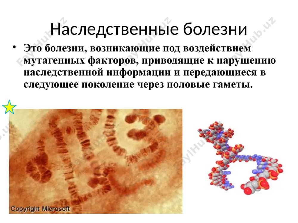 кислота диагностируется биохимическим методом алкаптонурия наследуется аутосомно-рецессивно. возникает при недостатке фермента гомогентизиноксидазы. в тканях и физиологическх жидкостях накапливается гомогентизиновая кислота. алкаптон, находящийся в моче больного, в воздухе быстро темнеет. признаки болезни в детстве незаметны, а с возрастом становятся заметными. хрящи суставов приобретают желто – фиолетовый цвет. хрящи ушных раковин и носа темнеют. с возрастом увеличиваются темные пятна хрящей, появляются болезни суставов. диагностика: биохимический метод а) скрининг метод б) сложный ферментативный метод наследуется аутосомно-доминантно наследуется аутосомно-рецессивно альбинизм в коже, волосах и глазах отсутствует пигментация. различают несколько генокопий. полный альбинизм частичный альбинизм возникает при недостатке фермента тирозиназы, превращающей тирозин в меланин. альбинизм наследуется аутосомно-рецессивно и доминантно. возникает при нарушении синтеза фермента тирозиназы. при этой болезни отсутствует пигментация кожи, волос и глаз. различают: неполный альбинизм, наследующийся аутосомно-доминантно полный альбинизм, наследующийся аутосомно-рецессивно. болезни нарушения обменов углеводов мукополи-сахаридозы гликогенозы галактоземия сахарный диабет мукополи-сахаридозы признаки: нарушается строение скелета, костей черепа и строения внутренних органов, наблюдается слабоумие. …