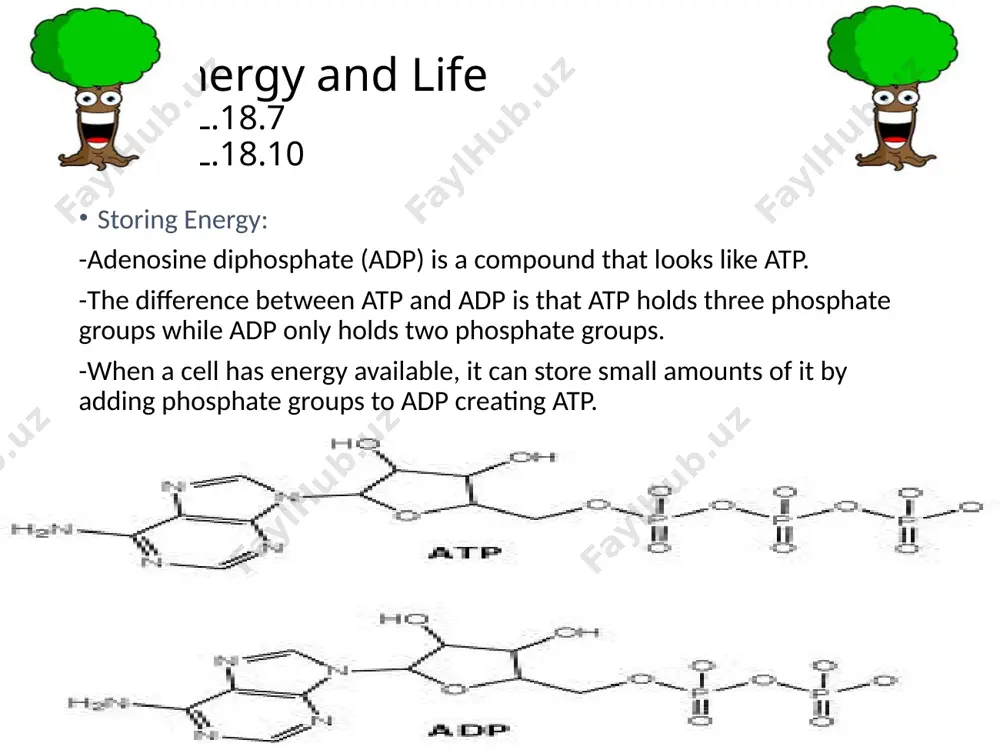 gh-energy sugars from carbon dioxide. -no light is required for these reactions. 8.3 the process of photosynthesis sc.912.l.18.7 the light-dependent reaction: generating atp and nadph: what happens during the light-dependent reactions? -the light dependent reactions use energy from sunlight to produce oxygen and convert adp and nadp into the energy carriers atp and nadph. -thylakoids contain clusters of chlorophyll and proteins know as photosystems. -the photosystems are surrounded by accessory pigments and are essential to the light-dependent reactions. -photosystems absorb sunlight and generate high-energy electrons that are then passed to a series of electron carriers embedded in the thylakoid membrane. 8.3 the process of photosynthesis sc.912.l.18.7 photosystem ii: -light dependent reactions begin when pigments in photosystem ii absorb light. -light energy is absorbed by electrons in the pigments found within photosystem ii, increasing electron energy level. -an electron transport chain is a series of electron carrier proteins that shuttle high …