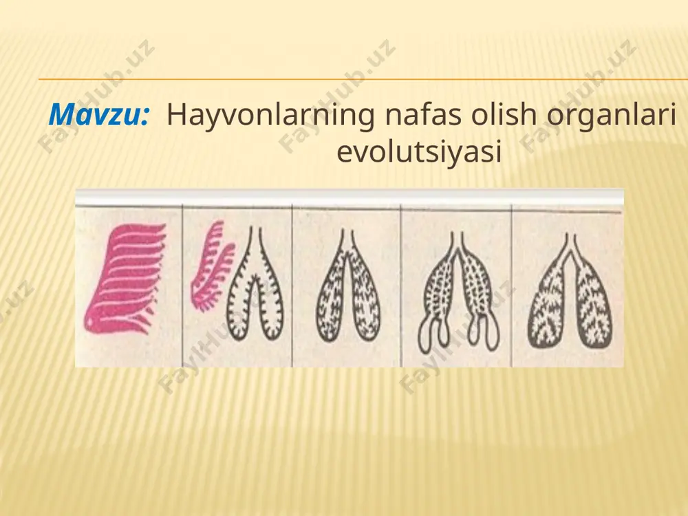 il bo’ladigan energiya miqdorining ortishi evolutsiya jarayonini tezlashtiradi . bir hujayrali organizmlar va tuban tuzilgan ko’p hujayralilarda maxsus nafas olish a’zosi bo’lmaydi . ular butun tana yuzasi orqali suvda erigan kislorodni diffuziya yo’li bilan qabul qiladi . evolutsiyada dastlabki nafas olish a’zosi ko’p tukli halqali chuvalchanglarda paydo bo’lgan.ularning bosh qismidagi maxsus o’simta oziq moddalarni tutish va nafas olish vazifasini bajargan. kam tuklilar va zuluklar tana yuzasi orqali nafas olgan bug’imoyoqlilar: qisqichbaqalar jabralari hashoratlar traxiyalari o’rgimchaklar o’pka hamda traxiyalari yordamida . chayonlar o’pka orqali nafas oladi molluskalar dengizlarda yashovchi molluskalar jabralar yordamida qorinoyoqli molluskalarning ayrim vakillari esa o’pkalar yordamida nafas olgan umurtqali hayvonlar boshskeletsizlar va baliqlar jabralar orqali nafas olgan. jabra  jabra ravoqlarini  jabra qilchalari jabra varaqlarini hosil qilgan. varaqlarda gazlar almashinuvini sodir bo’ladi . evolutsiya davomida nafas olish organi o’pka birinchi marta amfibiyalarda paydo bo’lgan. ularning o’pkasi juda sodda tuzilgan bo’lib, xaltasimon, to’siq va bronxlar bo’lmaydi. .ular suvda …