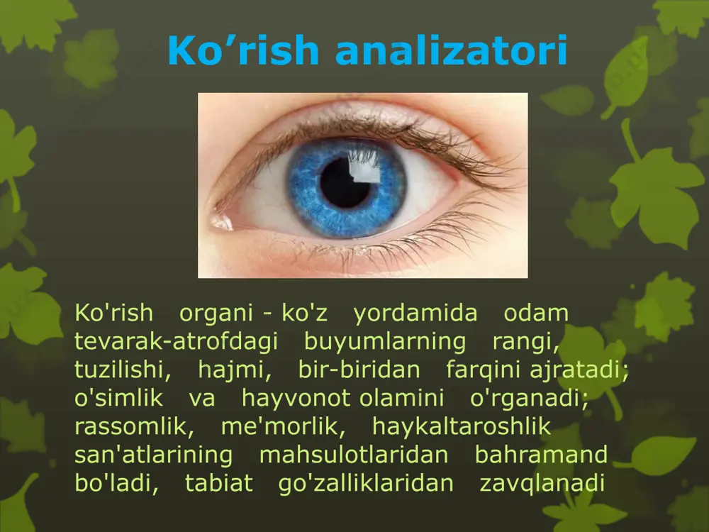 sezgi organlarining ahamiyati va ko’rish analizatori - Page 5