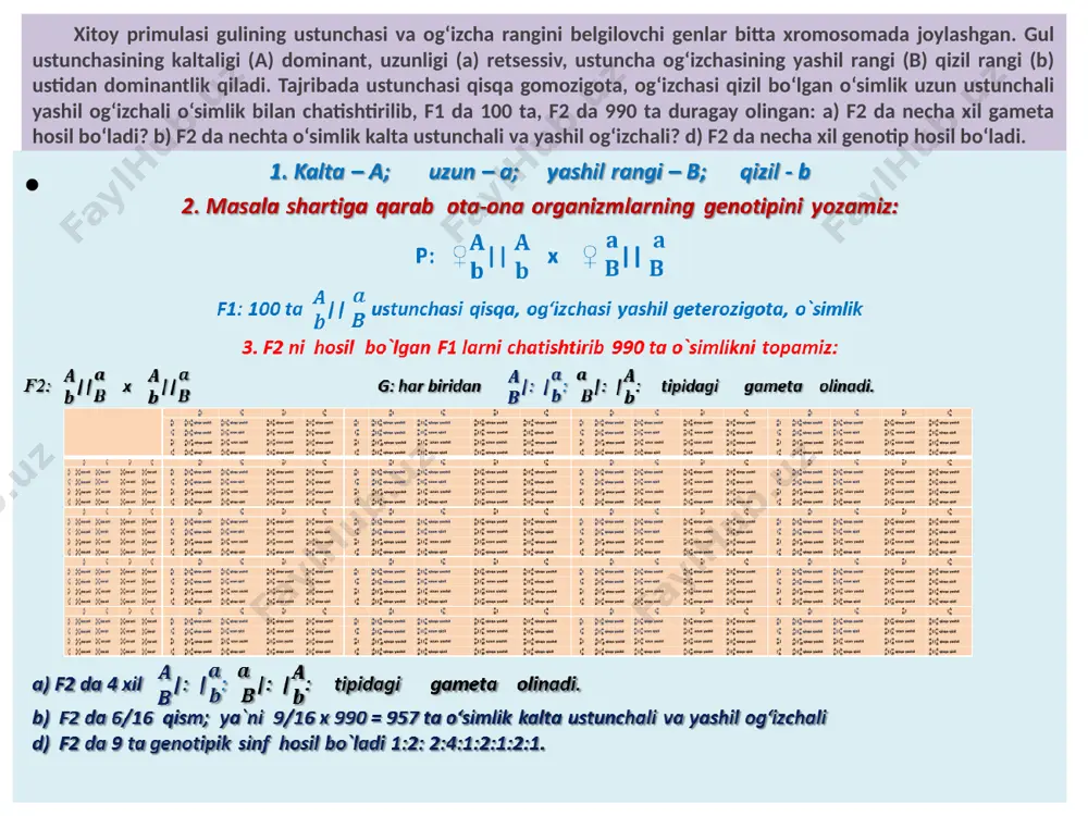 ||cc ||cc || cc 23 23 23 23 2 2 2 2 100 – 8 = 92 % jami krossingoverga uchramagan organizmlar 8 : 4 = 2 morganidadan krossingoverga uchragan organizmlar 92 : 4 = 23 % dan krossingoverlanmagan organizmlar javob: (||cc ) 23 + 2 ( ||cc ) = 25 odamda polidaktiliya va katarakta 1 ta autosomada joylashgan dominant genlar bilan irsiylanadi. erkak katarakta va polidaktiliya bilan kasallangan bo`lib, unga bu genlardan biri onasidan o`tgan. ayol 2 belgisi bo`yicha sog`lom. nazariy jihatdan krossingover 3% bo`lsa, shu oilada tug`ilishi mumkin bo`lgan bolalarning necha foizi ota-onaga fenotip jihatdan o`xshash bo`ladi? 1.polidaktiliya – p; katarakta – k; bu belgilarning retsessivi – sog`lom: 2.erkak va ayol genotipini belgilab olamiz: erkak → ♂ || ayol → ♀ || p: ♂ || x ♀ || g: ♂ || → |, |, |, |→ | | | | | | || || || || 97 % …