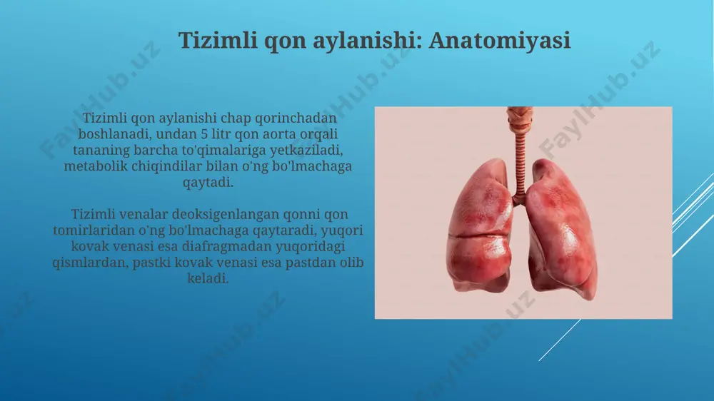 katta va kichik qon aylanish doirasi - Page 4