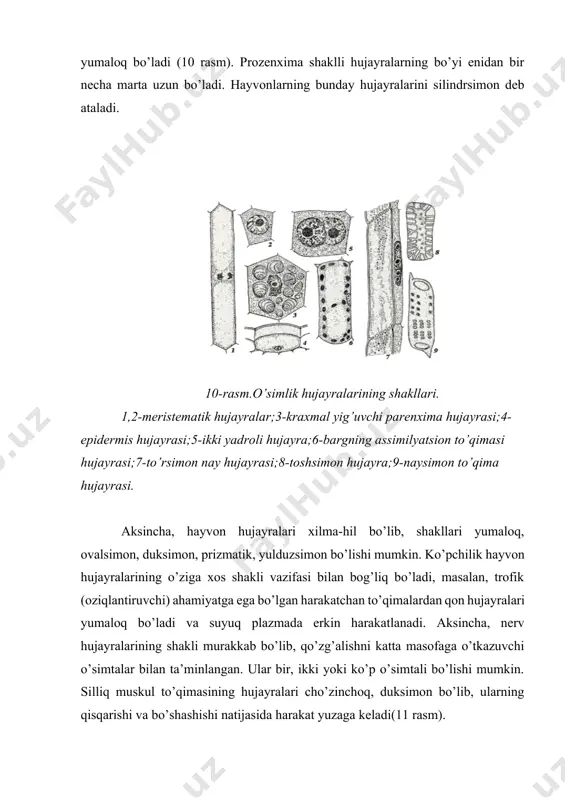 idan bir necha marta uzun bo’ladi. hayvonlarning bunday hujayralarini silindrsimon deb ataladi. 10-rasm.o’simlik hujayralarining shakllari. 1,2-meristematik hujayralar;3-kraxmal yig’uvchi parenxima hujayrasi;4-epidermis hujayrasi;5-ikki yadroli hujayra;6-bargning assimilyatsion to’qimasi hujayrasi;7-to’rsimon nay hujayrasi;8-toshsimon hujayra;9-naysimon to’qima hujayrasi. aksincha, hayvon hujayralari xilma-hil bo’lib, shakllari yumaloq, ovalsimon, duksimon, prizmatik, yulduzsimon bo’lishi mumkin. ko’pchilik hayvon hujayralarining o’ziga xos shakli vazifasi bilan bog’liq bo’ladi, masalan, trofik (oziqlantiruvchi) ahamiyatga ega bo’lgan harakatchan to’qimalardan qon hujayralari yumaloq bo’ladi va suyuq plazmada erkin harakatlanadi. aksincha, nerv hujayralarining shakli murakkab bo’lib, qo’zg’alishni katta masofaga o’tkazuvchi o’simtalar bilan ta’minlangan. ular bir, ikki yoki ko’p o’simtali bo’lishi mumkin. silliq muskul to’qimasining hujayralari cho’zinchoq, duksimon bo’lib, ularning qisqarishi va bo’shashishi natijasida harakat yuzaga keladi(11 rasm). 11-rasm.hayvon hujayralarining shakllari. a-o’simtali nerv hujayrasi;ponasimon(v), noto’g’ri(s) va silindrsimon (g) shaklli epiteliy hujayralari;d- yulduzsimon suyak hujayrasi;e-dumaloq tuxum hujayrasi;j- uzunchoq muskul hujayrasi. epiteliy va biriktiruvchi to’qimalarning hujayralari yassi, kubsimon, silindrsimon, duksimon, noto’g’ri shaklli-o’simtali bo’lsa,g’ovak birikturuvchi to’qimaning hujayralari yulduzsimon, amyobasimon, yumaloq v.b. shaklli bo’lishi …