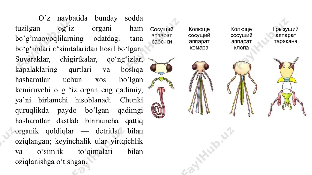 qat yuqoriga qarab harakatlanadi. asalarlar yuqorigi jag’lari yordamida mumdan uya yasaydi v achangdonlardan gul changini oladi. pastki lab va pastki jag’lari o’zgarib naysimon xartumchani hosil qiladi. ari xartumi bilan gul nektarini so’radi. so’ruvchi bu turdagi og'iz apparati faqat lepidopterada uchraydi. uning asosiy qismi pastki jag'larning o'zgartirilgan juftligi bo'lgan proboscis deb ataladi. yuqori va pastki lablar proboscisning tepasida va ostida joylashgan plastinkalarga o'xshaydi va kapalaklarning yuqori jag'lari umuman yo'q. kapalaklarning boshini ostidaspiralga o’xshash o’ralgan xartumi bor. xartum pastki jag’ va pastki labning qo’shilishidan hosil bo’lgan. kapalaklar gul nektari bilan oziqlanadi. buning uchun xartumini to’g’irlab gul ichiga suqadi va nektarni so’rib oladi. lekin uning qurti kemiruvchi. qattiq oziq bilan oziqlanadi. sanchib so’ruvchi sanchib-so'ruvchi turdagi og'iz apparati o'simlik sharbati yoki hayvonlarning qoni bilan oziqlanadi. sanchib-so'ruvchi apparatda yuqori lab va ikkala juft jag'ning ichida bo'shliq bo'lgan ignaga aylanadi va pastki jag o'zgartiriladi va bu ignani korpus shaklida o'rab, proboscisning boshqa versiyasini hosil qiladi.oziq-ovqat olish …