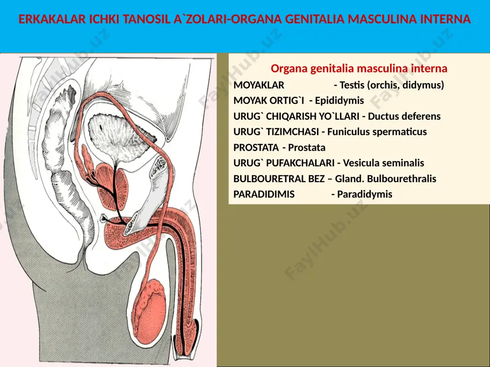 r lobus sinister isthmus prostatae capsula prostatica m. puboprostaticus m. vesicoprostaticus erkaklarning tashqi tanosil a`zolar-organa genitalia masculina externa radix penis corpus penis crus penis glans penis urethra dorsum penis facies urethralis preputium penis corpus cavernosum penis corpus spongiosum penis tunica albuginea tela subcutanea penis cutis e`tiboringiz uchun rahmat!!! image1.png image2.png image3.png image4.png image5.png image6.png image7.png image8.png