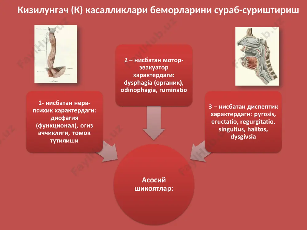 корин симметрияси корин бушлиги усмаларида асимметрия кузатилади корин кузатилишидаги узига хос холатлар расм № корин олд деворида куп учрайдиган хирургик чандиклар хирургик чандиклар унг ковурга ейидаги чандик урта олди чандиги аппендэкто- миядаги чандик урта чандик ков усти чандиги ков чурра- сидаги чандик веноз кон айланишнинг учта мухим коллатерал тури мавжуд. улар куйидаги веноз кон томирлар обструкциясида очилади: 1 – юкори кавак вена (корин олд девори юкори кисмидаги веноз кон томирлари кенгаяди ва кон окими пастга интилади); 2 – пастки кавак вена (корин ен деворларидаги веноз кон томирлар кенгаяди ва кон окими пастга интилади); 3 – портал веноз тизими (киндик атрофидаги веналар кенгаяди ва киндикдан юкорида жойлашган вена томирларида кон окими юкорига, пастдагиларида эса пастга караб интилади); расм № корин олд деворидаги веноз анастомозлар вариантлари. а – норма. б – портал гипертензияда. в – пастки кавак вена обструкциясида. * корин ен контури назорати расм № корин ен контури турлари живота. а. …