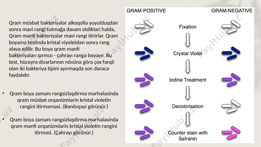 amaza və s.) (gr-) bakteriyaların ən səthdə yerləşən və yaxşı inkişaf etmiş qatı lps-lipopolisaxariddir. onun 3 hissəsi vardır: 1. lipid a – (gr-) bakteriyaların hamısında eynidir, qlikolipiddən təşkil olunub. 2. özək (core) - bu da bütün (gr-) bakteriyalarda oxşar quruluşludur, heptoza və ketodezoksioktanoindən ibarətdir. 3. o-spesifik yaxud o-antigen hissə - (gr-) bakteriyaların fərqləndirici hissədir, tri, şaxələnmiş formada tetra, pentasaxaridlərdən təşkil olunmuşdur. lps-in polisaxarid hissəsi bakteriyaların antigenliyini, lipid hissə termostabil olmaqla onların toksigenliyini (endotoksin) təmin edir. hüceyrə divarında olan fərqlər: xüsusiyyət gr (+) gr (-) divarın qalınlığı 20-80 nm 10 nm təbəqə qalınlığı 1 2 peptidoqlikan midarı 50% 10-20% teyxoat turşusu + - lipid və lipoprotei miqdarı 0-3% 58% protein miqdarı 0% 9% lipopolisaxarid 0% 13% penisilinə həssaslıq + - lizosim təsiri + - qram müsbətlərin hüceyrə divarı daha az lipid və daha qalın peptidoqlikan təbəqəylə örtülüdür. hüceyrə divarındakı fərqlilik qram müsbət və qram mənfi bakteriyalar arasındakı antimikrob həssaslıqları açıqlamağa kömək …