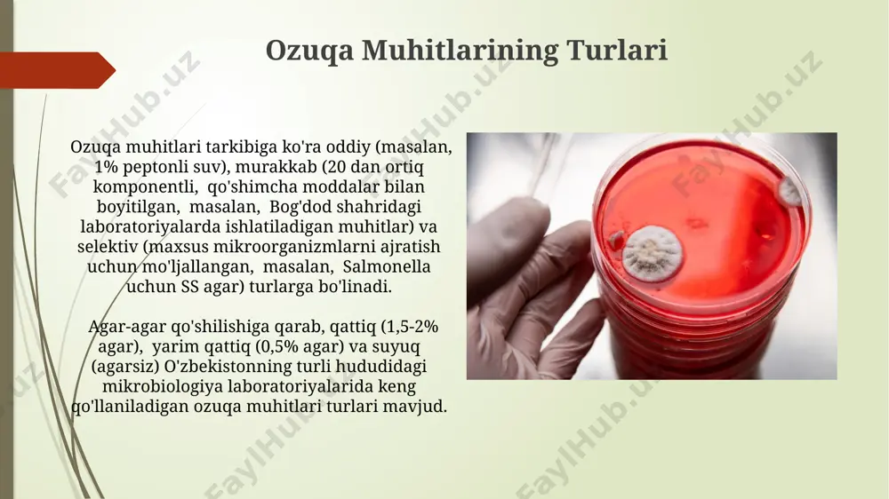 uqa muhitlarini tayyorlash jarayonida, 1 litr suvga 10-15 gramm pepton qo'shish orqali ozuqa muhitining oqsil miqdorini oshirish mumkin, bu esa bakteriyalar o'sishi uchun qulay sharoit yaratadi, xorazm viloyatida bu usul samarali deb topildi. agar-agar qo'shilgan suvli ozuqa muhitlarini tayyorlashda, 1,5-2% miqdorida agar-agar qo'shish muhitning mustahkamligini ta'minlaydi va samarqanddagi ilmiy markazlarda keng qo'llaniladi. xavfsizlik choralari va gigiyenik talablar барча ишлар стерил шароитда, яъни 121°c да 20 дақиқа давомида автоклавлаш орқали амалга оширилиши керак, бундай тартиб тошкент тиббиёт академиясининг тавсияларига мос келади. микробиология лабораториясида ишлашда 70% спиртли эритма ва 2% ли хлорамин эритмаларидан фойдаланиш, шунингдек, ташкент шаҳридаги лабораториялардагидек, стерилловчи камерадан ўтиш мажбурийдир. sifat nazorati va tekshiruvi муҳитларнинг стериллигини текшириш учун 250 мл муҳитни 37°c да 24-48 соат инкубация қилиш ва ўсувнинг йўқлигини кузатиш самарқанд вилоятидаги микробиология марказининг тавсияларига киради. назорати ва текшируви жараёнларида 10-100 cfu/ml кўрсаткичларига эга бўлган стандарт штаммларни андижон шаҳридаги ишлаб чиқариш корхонасидан олиш мақсадга мувофиқдир. bakteriologik ozuqa muhitlarini tayyorlashga …