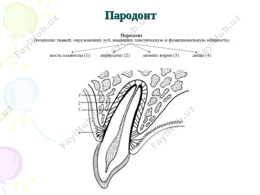 рвными волокнами. каналы фолькмана связывают каналы остеонов между собой, а также с сосудами и нервами надкостницы. все промежутки между стенками зубных альвеол и кортикальными пластинками альвеолярного отростка заполнены губчатым веществом. * взаимоотношения зуба и альвеолярных отростков на поперечном разрезе нижней челюсти (по noyes и schour) : 1 — стенка зубной альвеолы; 2 — кортикальная пластинка; 3 — губчатое вещество кости нижней челюсти * остеон (по н.п. омельяненко). 1 - канал остеона; 2 — остеоциты; 3 — костные пластинки; * 3. периодонт состоит из: клеточных элементов; волокнистых структур; основного вещества; сосудов и нервов. клеточные элементы: фибробласты; тучные клетки (лаброциты); плазмациты; гистиоциты; цементобласты; остеобласты; эпителиальные островки (остатки) малассе. * волокнистые структуры: 1. кн – ые волокна ( циркулярные (круговая связка зуба), транссептальные, косые, зубо-десневые, свободные волокна десны, вертикальные); 2. эластические в-на ( в основном в пришеечной области резцов и клыков); окситалановые в-на ( устойчивые к кислотам; в большом количестве содержатся в периодонте …