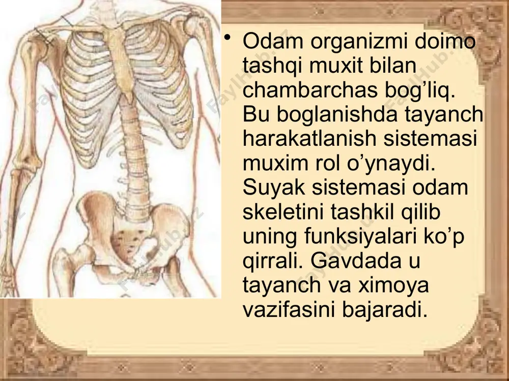 g markaziy qismi bo’lib unga barcha suyaklar tutashib turadi va u tananing tayanchi bo’lib xizmat qiladi. umurtqa pog’onasi 5 ta qismdan iborat: bo’yin-7, ko’krak-12, bel-5, dumg’aza-5 va dum-4-5 ta umurtqadan iborat. qo’l suyaklari. suyaklar ikki qismdan: yelka kamari suyaklari va qo’lning erkin suyaklariga bo’linadi. yelka kamari suyaklariga kurak va o’mrov suyaklari kiradi. qo’lning erkin suyaklariga yelka, bilak, tirsak, kaft ust, kaft va panja suyaklari kiradi. oyoq suyaklari. oyoq suyaklari ikki guruxga: chanoq va oyoqning erkin suyaklariga bo’linadi. oyoqning erkin suyaklariga son, boldir va oyoq panjasining suyaklari kiradi. image2.jpeg image3.jpeg image4.jpeg image5.jpeg image6.jpeg image7.jpeg image8.jpeg image9.jpeg image10.jpeg image11.jpeg image12.jpeg image13.jpeg image14.jpeg image15.jpeg image1.jpeg