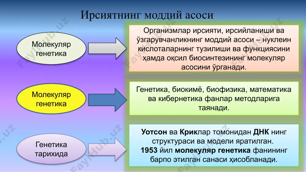 югация эписомалар — бактериянинг генетик элементларидир. эписомалар икки холатда учраши мумкин: хромосомага бириккан холда ва автоном плазмидалар ҳолида. эписома: f омил - бактериялар фертиллиги омили - бактериялар коньгациясида иштирок этади. r плазмида – антибиотикка резистентлик омили. колициногенлик омили f омил (f плазмида) кўпайишни назорат қилади r плазмида антибиотикка чидамлиликни шакллантиради ent плазмида токсинлар синтезини назорат қилади b плазмида бошқа бактериялар учун леталлик хусусиятига эга моддалар синтезини назорат қилади янги донор донор хромосома днк си f плазмида хромосома днк си аввалги донор днк полимераза жинсий пиль реципиент трансферосома релаксосома f плазмида f плазмида плазмида билан днк ни битта занжирини аниқ нуқтада (orit) кесадиган эндонуклеаза кодланади. бу эндонуклеаза релаксаза деб аталади. релаксаза якка ёки бошқа релаксосома оқсиллари билан биргаликда функция бажаради. f-плазмида ҳолатида эса релаксаза trai деб номланади. релаксосома эса trai, tray, tram оқсиллари ва ihf омил (англ. integrated host factor) дан иборат. донор ҳужайра пиль (pilus) ҳосил қилади, пилус реципиентга бирикади …