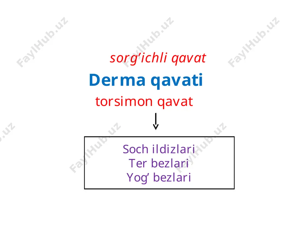 teri va siydik ayirish sistemasi - Page 5
