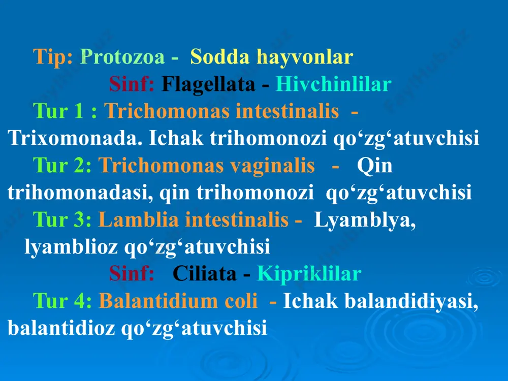 n bilateral simmetriya 4 juft xivchinlari mavjud yopishish diski mavjud yo'g'on ichakda 4 yadroli sistalar xosil qiladi lamblia intestinalis – лямблиоз қўзғатувчиси xayot sikli patogen ta’siri → xazm va so’rilishi buzdai → jinssiz ko'payadi → invazion bosqich – sistalar → kasallik manbai – kasal odamlar, → alimentar usulda yuqadi → simptomsiz sista tashuvchilar kuzatila laboratoriya tashxisi – 1.axlatdan vegetativ va sista shakllarini topish orqali 2.12 barmoqli ichakni zond orqali tekshirib, vegetativ shakllarini topish orqali profilaktika – 1.boshqa ichak invaziyalariga o'xshash 2.bolalar muassasalarida sista tashuvchilarni aniqlash образец текста второй уровень третий уровень четвертый уровень пятый уровень ciliata sinifi 1. eng murakkab tuzilgan sodda xayvonlar 2.maxsus xarakat organoidlari – kiprikchalari mavjud 3. yadro dimorfizmi mavjud balantidium coli – balantidioz qo'zg'atuvchisi lokalizatsiya yo’g’on ichak тарқалиши ko’proq cho’chqchilik keng tarqalgan xududlarda морфологияси -eng yirik parazit sodda xayvon -ovalsimon kiprikchalar bilan qoplangan -makronukleus va mikronukleus mavjud -2 ta qisqaruvchan vakuol, sitostom, sitofarings, sitoprokt -asosan jinssiz …