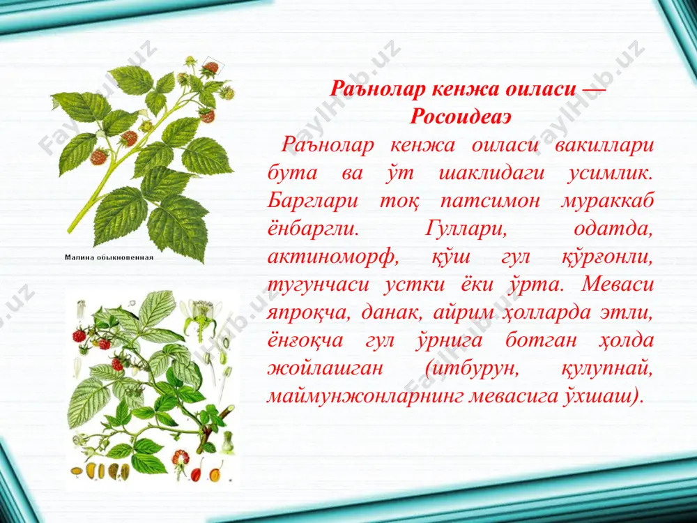 раъногуллилар қабиласи росалес - Page 4