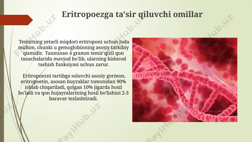 lishiga yordam beradi, aks holda, toshkent shahrida oʻtkazilgan tadqiqotlar shuni koʻrsatadiki, protein yetishmovchiligi eritropoezni sekinlashtiradi. eritropoetinning roli eritropoetinning yetarli darajada ishlab chiqarilmasligi anemiya, masalan, buyrak kasalliklari tufayli 50 yoshdan oshgan odamlarda tez-tez uchraydi. eritropoetin buyraklar tomonidan, taxminan 90% miqdorda ishlab chiqariladi va qonda eritrotsitlar hosil boʻlishini 20-30 barobar tezlashtiradi. infeksiyalar va yallig'lanish qon infektsiyalari (sepsis) holatlarida, 106/min dan yuqori yurak urishi bilan birga, organizm yallig'lanishga qarshi kurashish uchun resurslarini sarflaydi, bu esa eritropoez uchun zarur bo'lgan temir va boshqa omillarni cheklaydi. bu esa, masalan, qashqadaryo viloyatidagi bemorlarda kuzatilgan. surunkali yallig'lanishli kasalliklar, masalan, revmatoid artrit, organizmda 20 mg/dl dan yuqori crp darajasini keltirib chiqarishi mumkin, bu esa eritropoetin ishlab chiqarilishini pasaytirib, anemiya rivojlanishiga olib keladi. dori-darmonlarning ta'siri vitamin b12 va folat kislotasining (masalan, 2,5 mkg/kun b12 va 400 mkg/kun folat kislotasi) yetishmasligi suyak ko'migidagi eritropoezni sezilarli darajada pasaytiradi va megaloblastli anemiya rivojlanishiga olib keladi. yuqori balandlikdagi (masalan, 3000 metrdan yuqori) joylarda …