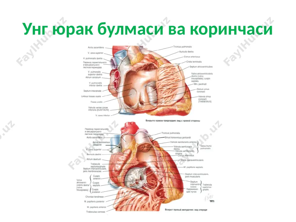 ангиология - Page 5