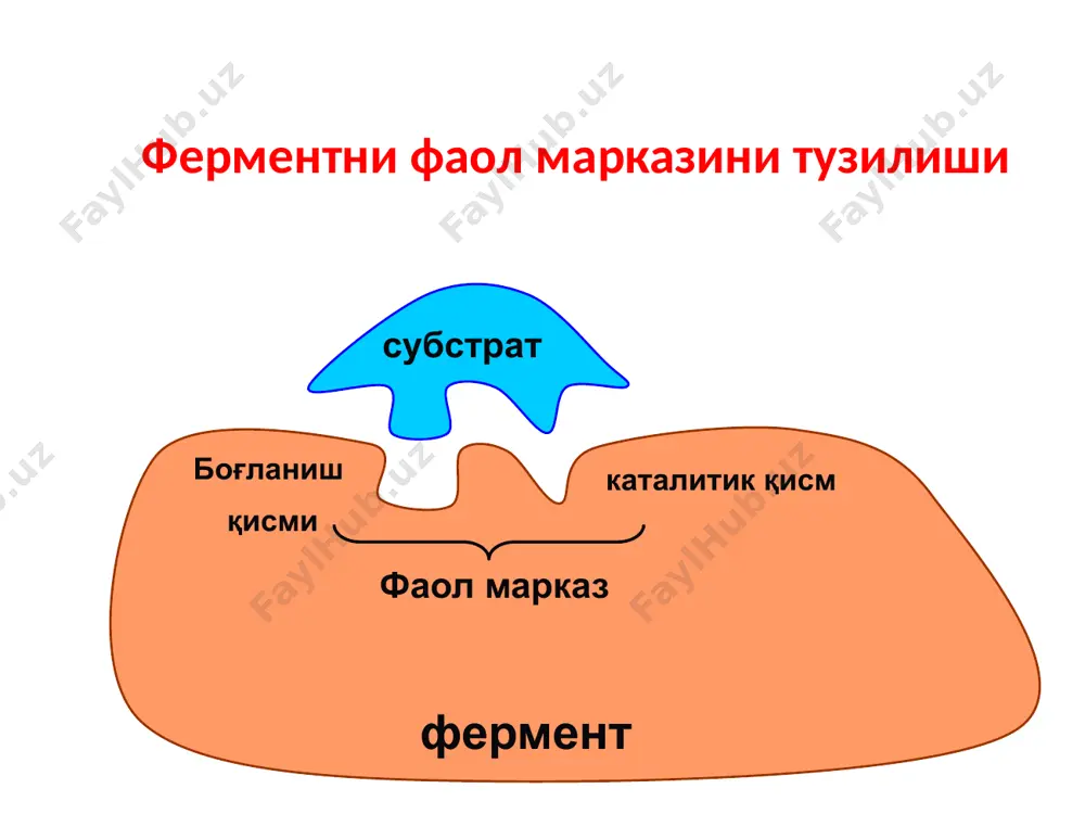 из ингибирланиш фермент фермент + рақобатсиз ингибирланиш e + s es ep e + p e + i ei рақобати бўлмаган ингибирланиш e + s es ep e + p es + i esi субстратли ингибирланиш аллостерике ингибирланиш аллостерический центр 25 ферментлар классификацияси (синфланиши) синфлар (классы) кичик синфлар (подклассы) кенжа синфлар (подподклассы) индивидуал ферментлар 26 ферментни номланиши субстратни номини келиб чиқишигаот суффикса «аза»суффиксини қўшиш орқали (э. дюкло,1883). – протеиназа (протеинлар), липаза(липидлар). катализлаш реакциясини типига қараб – дегидрогеназалар (дегидриллаш), декарбоксилазалар (декарбоксиллаш) номлашни ҳар иккала принципи ҳам расмий номенклатурада қўлланилади. 27 расмий номенклатура. субстратни номи + химиявий ўзгаришни номи (реакция номи) + «аза» мисол: лактат + дегидрогенизация + «аза» = лактатдегидрогеназа. 28 тривиал номланиш пепсин трипсин хемотрипсин тромбин 29 ферментлар классификацияси ҳар бир фермент ўз рақамига эга (рақамланган). масалан: α – амилаза кф 3.2.1.1., кф – фермент классификацияси, 3 – фермент синфи (реакция турига қараб), 2 – кичик синф (субстратга боғланиш турига …