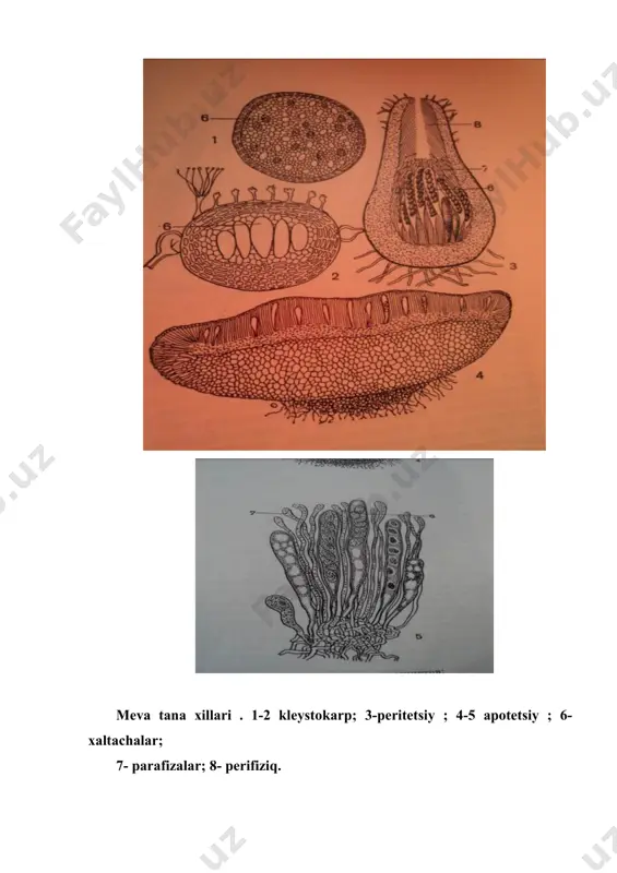 num antibiotik pensillinnning produsenti sifatida muxim ahamiyatga ega. pensill zamburug’ ning muxitga ajratilgan chikindisidan olinadigan antibiotiklar yordamida, pnevmaniya, kuydirgi, so’zak, zaxm, defteriya, dizentiriya va boshqa kasalliklarni tarkatuvchi bakteriyalarning kuchini pasaytirish uchun ishlatiladi. penitsill va aspergill koloniyasi 1- қора аспергилл (aspergillus niger); 2- sariq aspergill -aspergillus flavus; 3. yoyilgan penitsill - penicillum expansum ; 4- penicillum cyclopium filogenetik jihatdan plektaska zamburug’lari dastlabki xaltachalilarga yakin. lekin ulardan askogen gifalari shaklida dikarion fazasi va meva tanasining bulishi bilan fark qiladi. perisporanamolar yoki erizifavanamolar qabilasi (perisporiales yoki erysiphales.) bu qabilaning keng tarqalgan va perisporalarning xarakterli xususiyatlarini o’zida mujassamlashtirgan parazit oziqlanuvchi oilalaridan biri (erisiphaceaye) erizifadoshlar hisoblanadi. bu oilaning ayrim turlarining mitseliysi xo‘jayin o‘simlikning tanasini ichida joylashgan bo‘ladi. faqat ko‘payish organlari tashqarida taraqqiy etadi. boshqa turlarining mitseliysi ektoparazit holda hayot kechiradi. ular barg, poya va qisman mevalarning ustida joylashgan bo‘ladi. epidermis hujayralari tarkibiga faqat ularning mustahkam joylashib olish va oziqlanish vazifasini bajaradigan gaustoriyalari kiradi. mitseliylarning shoxlanmagan …
