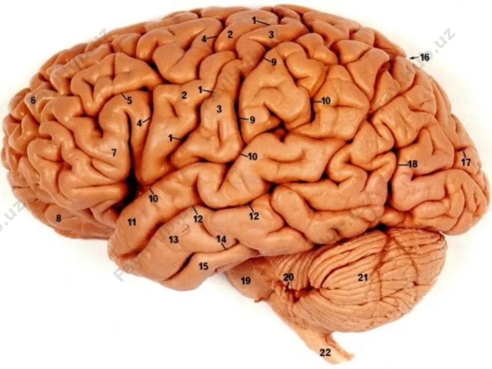 рда меланин пигментининг йўқолиши ва нейроннинг атрофияси кузатилади. оқимтир шар қора субстанция ретикуляр формация ядролари сайёр нервнинг дорсал ядроси люис субталамик ядроси қизил ядро кўпроқ шикастланадиган нейронлар: клиникаси икки боскичда кечади: ўткир боскичи: умуминфекцион ва летаргик симптомлар. сурункали боскичи: паркинсонизм синдроми. ўткир босқичи (умуминфекцион, умуминтоксикацион симптомлар) 2 хафтагача тана хароратининг 38-39 с гача кўтарилиши. бош оғриқлари, баъзан қусиш, мушакларда оғриқ умумий ҳолсизлик юқори нафас йўллари катари уйқу бузилишлари (уйқучанлик, уйқу циклининг бузилиши, уйқусизлик) кўз харакатлантиришдаги бузилишлар: птоз ғилайлик диплопия анизокория нигох фалажи тескари аргайл-робертсон симптоми (қорачиғнинг ёруғликка реакцияси сақланган ҳолда аккомодация ва конвергенциянинг бузилиши) аккомодация фалажи вестибуляр бузилишлар бош айланиши кунгил айниши, кусиш горизонтал ва вертикал нистагм гиперсаливация гипергидроз ёг безларининг гиперпродукцияси «ёгли юз» вазомотор лабиллик вегетатив бузилишлар ўткир давр асоратлари: нафас ритми ва частотасининг бузилиши юрак қон-томир ишини бузилиши нафас мушаклари миоклонияси гипертермия хушнинг бузилиши ўлим эпидемик энцефалитнинг замонавий кечиши атипик, орви га ўхшаш киска муддатли уйку бузилиши диплопия …