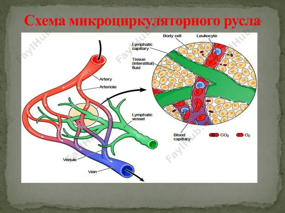 teriyalar angiospazmi, arteriyalar ichki devorida sklerotik va yallig’lanish o’zgarishlari. patogenez asosiy zvenosi qonning kam kelishi. mikrosirkulyatsiya xususiyatlari tomir ichi bosimi kamayishi, qon oqimining sekinlashishi, ishlaydigan kapillayrlar sonining kamayishi, limfaoqimi kamayishi,suyuqlik filtratsiyasi pasayishi. tashqi belgilar va patogenez to’qima sohasi oqarishi qon ta’minoti kamayadi,ishlaydigan kapillyarlar soni kamayadi. mahalliy harorat pasayadi. issiq arterial qon kelishi kamayadi,to’qimalarda oksidlanish-qaytarilish jarayoni pasayadi. organlar hajm jihatdan kamayadi. qon ta’minoti va to’qima suyuqligi kamayadi. og’riq va paresteziya. metabolizm mahsulotlar bilan nerv tugunlarining tirnash xususiyati(н+, к+) ishemiyada qon oqimi buzilganda kompensatsiya anatomik omillar kollaterallar va anastomozlar xususiyati (yurak sohasida eng ko’p anostomoz) fiziologik omillar organ arteriyalarining faol dilyatatsiyasi. ishemiya oqibati: agar omadingi bo’lsa : kollateral tomirlar orqali qon aylanish tiklanadi. agar yo’q bo’lsa : to’qimalar oziqlanishi buziladi va to’qimalar nekrozi. (инфаркт) agar omadingiz bo’lsa,u har doim ham yaxshi emas,chunki, bu shunday nomlanadi postishemik reperfuziya – ishemiyadan keyin qon oqimining qayta tiklanishi. sabablari tomirlar tonusi bartaraf qilinishi, trombni olib tashlash,fibrinoliz …