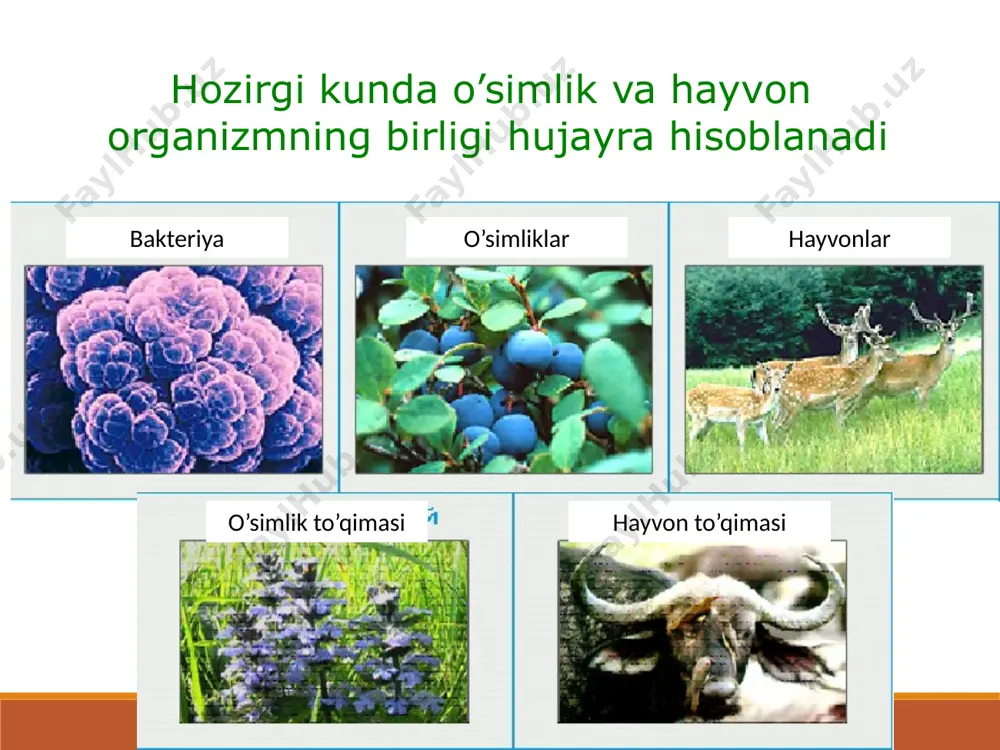 biologiya dars mavzusi - Page 2