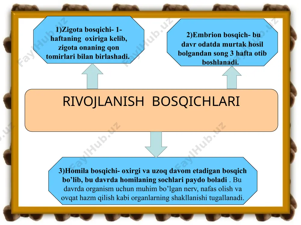 ontogenezning ilk bosqichlari - Page 4