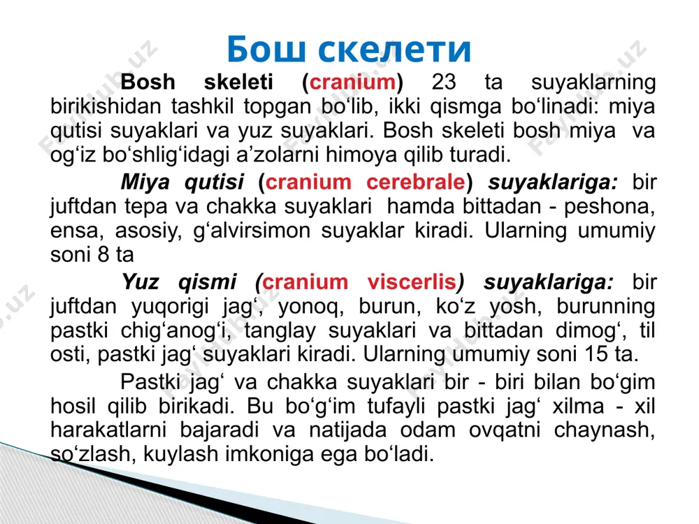 yoshga qarab, pastki jag‘ burchagi o‘zgarib turadi. yoshi ulg‘aygan qari odamlarda esa tishlari tushib ketishi munosabati bilan chaynov muskullari bir muncha bo‘shashadi. natijada pastki jag‘ burchagi asta – sekin yassilashib, chaqaloqning pastki jag‘iga o‘xshab qoladi. til osti suyagi (os hyoideum) pastki jag‘ bilan hiqildoq o‘rtasida (til ostida) joylashgan. u taqa kabi bukilgan bo‘lib o‘rta qismi, tanasi va katta-kichik ikki juft shoxi tafovut qilinadi. bular tanasi bilan tog‘ay orqali birikadi. faqat 50 yoshdan keyingina suyaklanib birlashadi. pastki jag‘ suyagi (mandibula) odamning gavda skeleti ikki qismdan iborat: umurtqa pog‘onasi va ko‘krak qafasi. umurtqa pog‘onasi 33 - 34 ta umurtqalarning birikishidan hosil bo‘lib, uzunligi odamning bo‘yiga qarab 70 - 90 sm gacha yetadi. umurtqa pog‘onasi odam skeletining markaziy qismi hisoblanib, unga barcha suyaklar birikib turadi va u tananing asosiy tayanchi bo‘lib xizmat qiladi. umurtqa pog‘onasi 5 qismdan iborat: bo‘yin - 7, ko‘krak - 12, bel - 5, dumg‘aza - 5 va dum - …