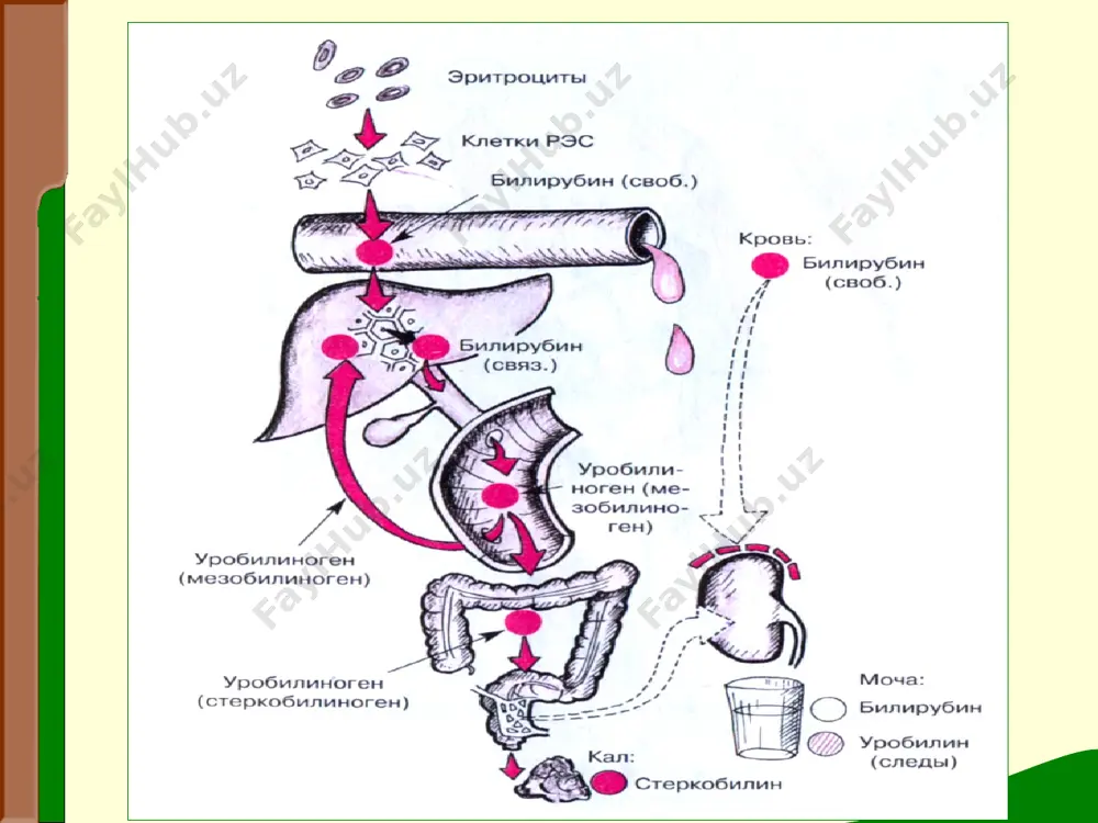 жигар касалликларидаги асосий клиник синдромлар - Page 4