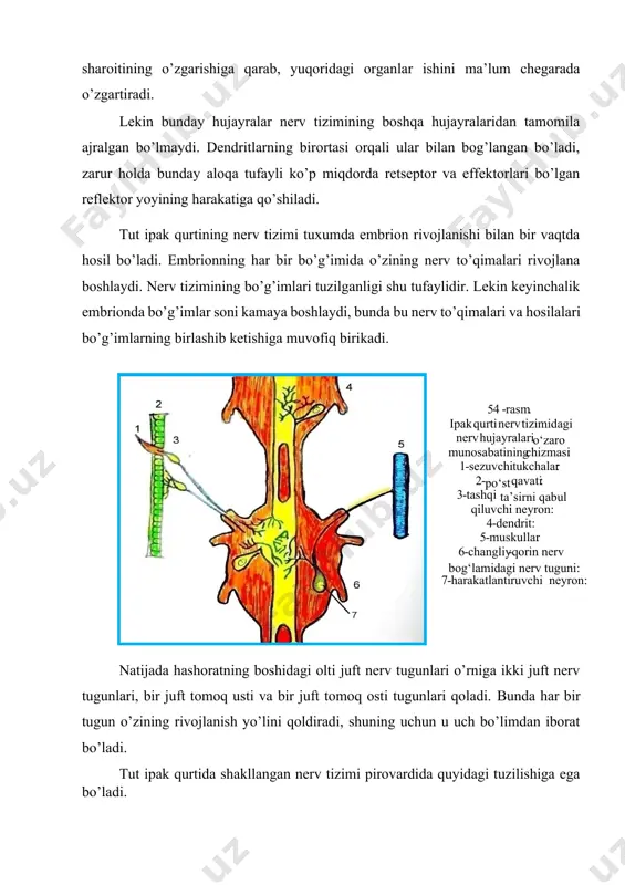 g’imining nerv tuguni o’z bo’g’iminig orqa, qorin va oyoq muskullari ishini boshqaradi. periferik (atrof) nerv tizimi teri qoplami ostida joylashgan va o’zining juda mayda o’simtalari bilan sezgi organlarigacha yetib boradigan nerv hujayralaridan tuzilgan bo’lib, qorin nerv zanjiri bilan aloqada bo’ladi. bu hujayralar boshqa o’simtalari bilan qorin nerv tugunlari yoki tomoq oldi gangliylari bilan bog’liq bo’ladi. simpatik- nerv tizimi ichki organ muskullari (ovqat hazm qilish, qon aylanish - bel naychasi, nafas olish teshiklari, ichki sekretsiya organlari) faoliyatini boshqaradi. markaziy nerv tizimi bilan aloqador bo’lgani tufayli simpatik nerv tizimi tashqi muhit sharoitining o’zgarishiga qarab, yuqoridagi organlar ishini ma’lum chegarada o’zgartiradi. lekin bunday hujayralar nerv tizimining boshqa hujayralaridan tamomila ajralgan bo’lmaydi. dendritlarning birortasi orqali ular bilan bog’langan bo’ladi, zarur holda bunday aloqa tufayli ko’p miqdorda retseptor va effektorlari bo’lgan reflektor yoyining harakatiga qo’shiladi. tut ipak qurtining nerv tizimi tuxumda embrion rivojlanishi bilan bir vaqtda hosil bo’ladi. embrionning har bir bo’g’imida o’zining nerv to’qimalari …