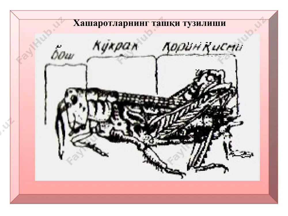 и яловчи типда бўлиб, суяк овқатни ялашга мослашган. уларда ҳартумчанинг уч томони ёстиқсимон шишдан иборат. пашша ҳартумчасининг учи билан овқатни қириб олади ва сўлаги билан уни намлайди. кейин суюқ аралашма ёки эритма ҳолатидаги овқатни ҳартумча ёрдамида ялаб олади. ҳартумчали пашшалар ўсимликларни шикастлай олмайди. 3. санчиб сўрувчи оғиз аппарати ўсимлик шираси ва ҳайвон қони билан озиқланувчи ҳашаротларда бўлади. масалан, кандалар, ўсимлик битлари, бургалар. буларда юғори ва пастки жағларнинг тубдан ўзгариши натижасида 4 та санчувчи қилча пайдо бўлган. улар хартумча деб аталувчи узун, йўғон ва бўғимли пастки лаб субстрактга тегиб бироз эгилади. пастки жағлар бирлашиб иккита найча ҳосил қилади. уларнинг биринчиси орқали тўқимага сўлак юборилади ва иккинчисидан ўсимлик шираси сўрилади. санчилган ерда доғлар пайдо бўлиб, тўқима шишади. қон сўрувчи чивинларда ҳам оғиз органлари юқоригидай тузилган. шундай қилиб ҳашаротларнинг оғиз аппарати 4 хилда тузилган: 1-кемирувчи; 2-сўрувчи; 3-санчиб сўрувчи; 4-яловчи. бундан ташқари, ҳашаротларнинг бош қисмида кўзлари ҳам жойлашган. кўзлари оддий ёки мураккаб (фасеткали) кўз …