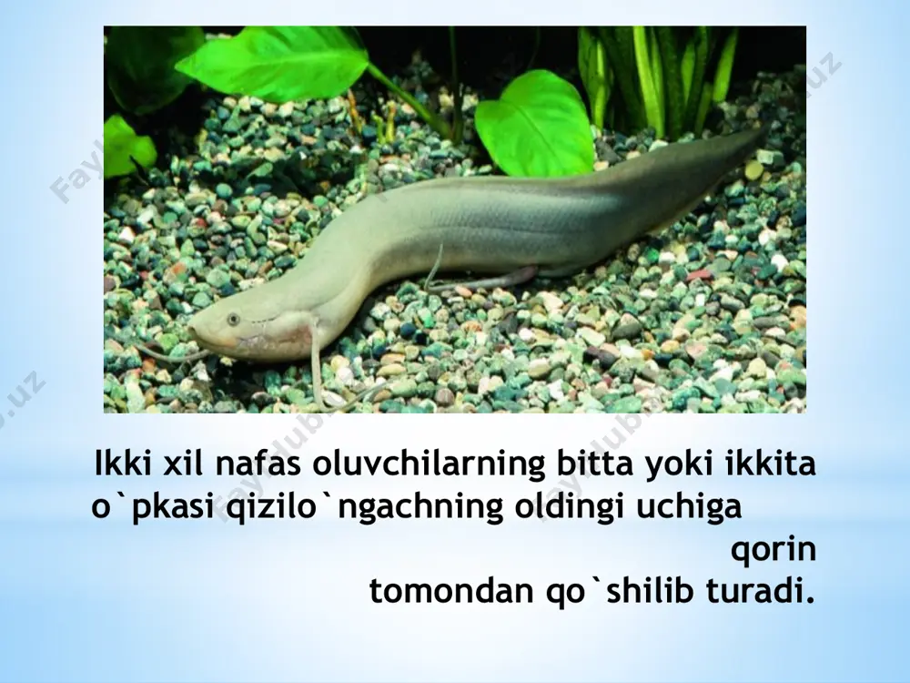ichki burunli baliqlar - Page 4
