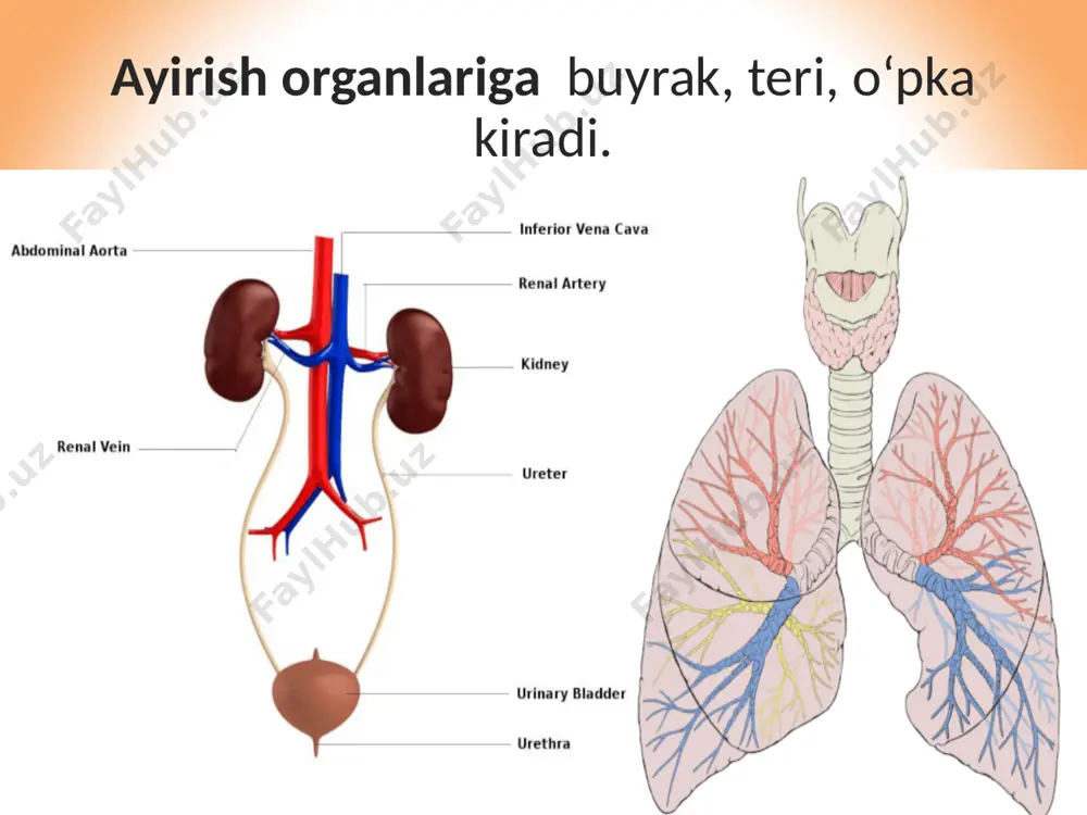 giga tutashadi. siydik yo‘lining uzunligi katta yoshli odamda o‘rtacha 30 sm bo‘ladi. buyrakda filtrlanib hosil bo‘lgan siydik, siydik yo‘li orqali siydik pufagiga uzluksiz quyilib turadi. siydik pufagi qorinning pastki qismida chanoq sohasida joylashgan bo‘lib, uning hajmi katta odamda 500—700 ml bo‘ladi. buyrak funksiyasining boshqarilishi. buyrakda siydik hosil bo‘lishi nerv va gumoral yo‘l bilan boshqariladi. simpatik nerv tolalari buyrak qon tomirlarini toraytirib, siydik ajralishini kamaytiradi. parasimpatik nerv tolalari esa buyrak qon tomirlarini kengaytirib, siydik ajralishini ko‘paytiradi. bu nervlarning markazi orqa va bosh miyada joylashgan. bosh miyaning pastki sohasida joylashgan gipofiz bezining orqa bo‘lagida sintezlanadigan antidiuretik gormon (adg) buyrak egri-bugri kanalchalarining devoriga ta’sir etib, reabsorbsiya jarayonini kuchaytiradi va siydik ajralishini kamaytiradi. qalqonsimon bezda sintezlanadigan tiroksin gormoni, aksincha, reabsorbsiya jarayonini pasaytirib, siydik ajralishini ko‘paytiradi. siydik ayirish organlarining ko‘p uchraydigan kasalliklari. buyraklarda tosh paydo bo‘lishi kasalligining sababi ovqat tarkibida tuzni ko‘p iste’mol qilish, kam harakatlanish hisoblanadi. buyraklarning yallig‘lanish kasalliklari (nefrit, piyelonefrit)ning sababi tomoqdagi bodomsimon …