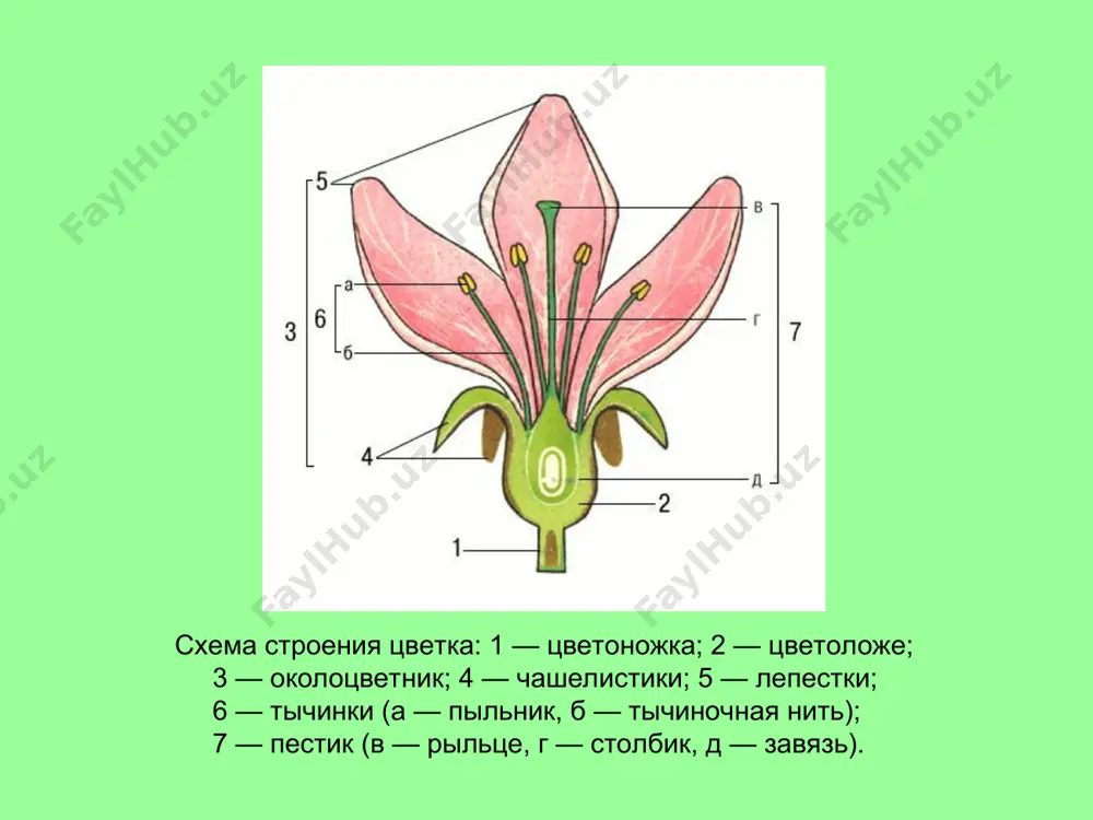цветок - Page 4