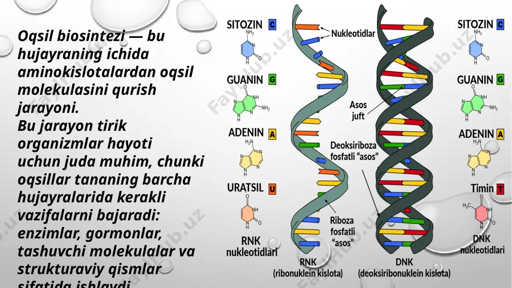 itsiya qiladi. ular turli bosqichlarda ta’sir ko‘rsatadi: • streptomitsin: streptomitsin ribosomaning kichik subbirligiga birikib, initsiasiya bosqichini ingibitsiya qiladi. bu bakteriyalarda oqsil sintezining boshlanishini to‘xtatadi. • tetratsiklin: tetratsiklin ribosomaning a-sayti bilan birikib, trnkning ribosomaga bog‘lanishini to‘xtatadi, ya’ni elongatsiya jarayonini ingibitsiya qiladi. 2. ribosoma ingibitorlari: • puromitsin: puromitsin ribosomadagi peptidiltransferaza aktivligini bloklaydi. bu, peptid bog‘larining hosil bo‘lishini to‘xtatadi va oqsil sintezini ingibitsiya qiladi. • rifampisin: rifampisin bakterial rnk polimerazasini bloklab, mrnkning transkripsiyasini ingibitsiya qiladi, shuning uchun oqsil sintezi amalga oshmaydi. 3. kimyoviy moddalar va zaharlar: ba’zi kimyoviy moddalar ham oqsil biosintezini ingibitsiya qiladi: • dipteriya toksini: bu toksin eukaryotik hujayralarda elongatsiya jarayonini ingibitsiya qiladi. toksin ribosomadagi elongatsiya faktorini inaktivatsiya qiladi. • ribotoksinlar: ribotoksinlar ribosomaning faoliyatini buzib, oqsil biosintezini to‘xtatadi. ular ribosomaning 28s rrnk qismini modifikatsiya qiladi. 1. ingibitorlarni o‘zgartirish yoki modifikatsiya qilish • asetilatsiya yoki fosforillash: bakteriyalar ba’zan antibiotiklarni modifikatsiya qiluvchi fermentlarni ishlab chiqaradi. masalan, aminoglikozid antibiotiklari bakteriyalar tomonidan acetylation yoki phosphorylation …