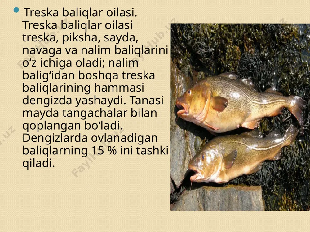 dengiz va okeanlarda balik ovlash - Page 5