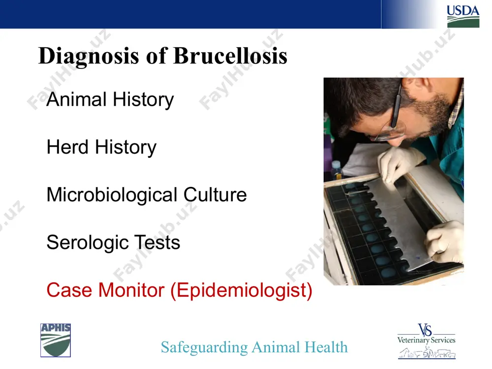 accination status of herd and titered animals pregnancy status of herd and titered animals ages of positive animals are there any clinical signs present? history of herd and community safeguarding animal health diagnosis of brucellosis microbiological culture safeguarding animal health diagnosis of brucellosis microbiological culture the only definitive proof that brucellosis exists in a herd is the isolation of brucella field strains from the affected animals. brucella abortus biovars 1,2 and 4 brucella abortus strain 19 and strain rb51 brucella suis vs brucella melitensis vs. brucella abortus proper sampling, handling and culture techniques are essential safeguarding animal health diagnosis of brucellosis microbiological culture brucella species can be difficult to grow proper sampling, handling and culture techniques are essential correct tissues tissue handling tissue preservation tissue transportation experienced laboratory safeguarding animal health diagnosis of brucellosis microbiological culture brucella prefers to resides in a certain set of tissues lymph nodes and reproductive …