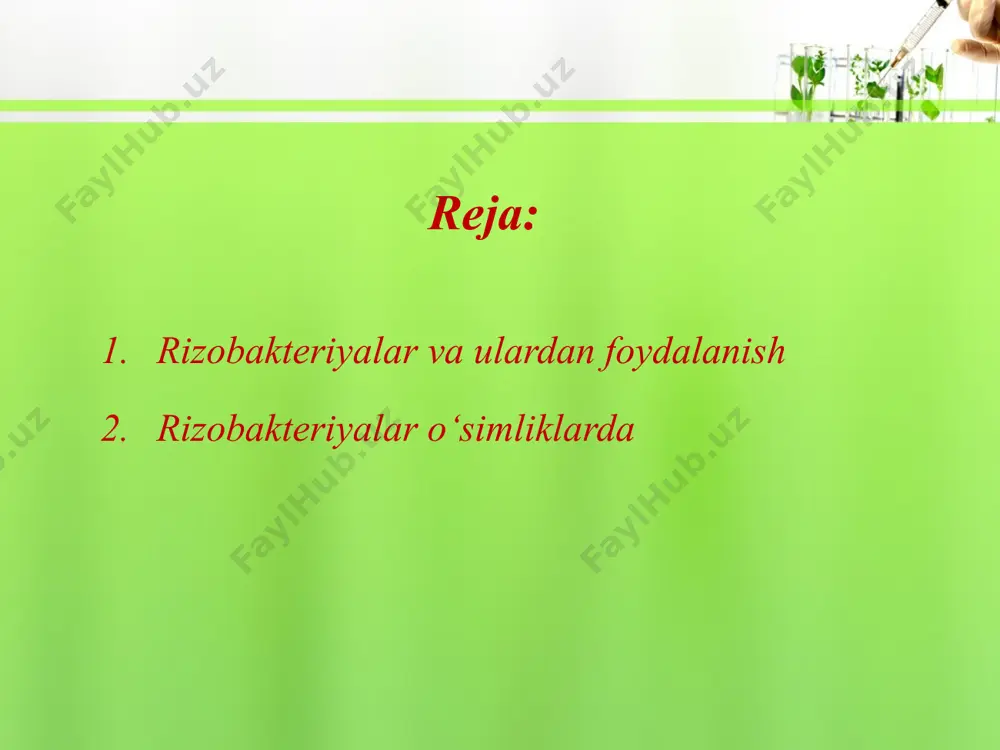 qilingan o‘simliklarda ildiz tuklari ko‘payishi va yonaki ildizlarning rivojlanishi hisobiga rizosfera atroflarida mavjud bo‘ladigan ozuqa moddalarning o‘zlashtirilishi ortadi. bu esa o‘z navbatida o‘simliklarning o‘sish va rivojlanishining asosiy omili hisoblanadi. azotfiksatorlar - simbiontlar, rizobakteriyalar va aktinomitsetlar – tugunakli dukkakli o‘simliklarda, botqoq mirtasida, loxda, chakandada, olxada aniqlangan. adabiyotlar: muhamedov e.m., eshboev e.x. mikrobiologiya, immunologiya, virusologiya. t., “o‘zbekiston milliy ensiklopediyasi” davlat ilmiy nashriyoti. 2002. vorobyov a.a., bыkov a.s. «mikrobiologiya». m., izd-vo «vesshaya shkola». 2003. churbanova i.n. mikrobiologiya. m., idz-vo «vesshaya shkola». 1987. mustaqimov g.d. o‘simliklar fiziologiyasi va mikrobiologiya asoslari.t., “o‘qituvchi” nashriyoti. 1978. image2.jpeg image3.jpeg image4.jpeg image5.jpeg image6.jpeg image7.jpeg image8.jpeg image9.jpeg image10.jpeg image11.jpeg image12.jpeg image13.jpeg image1.jpeg