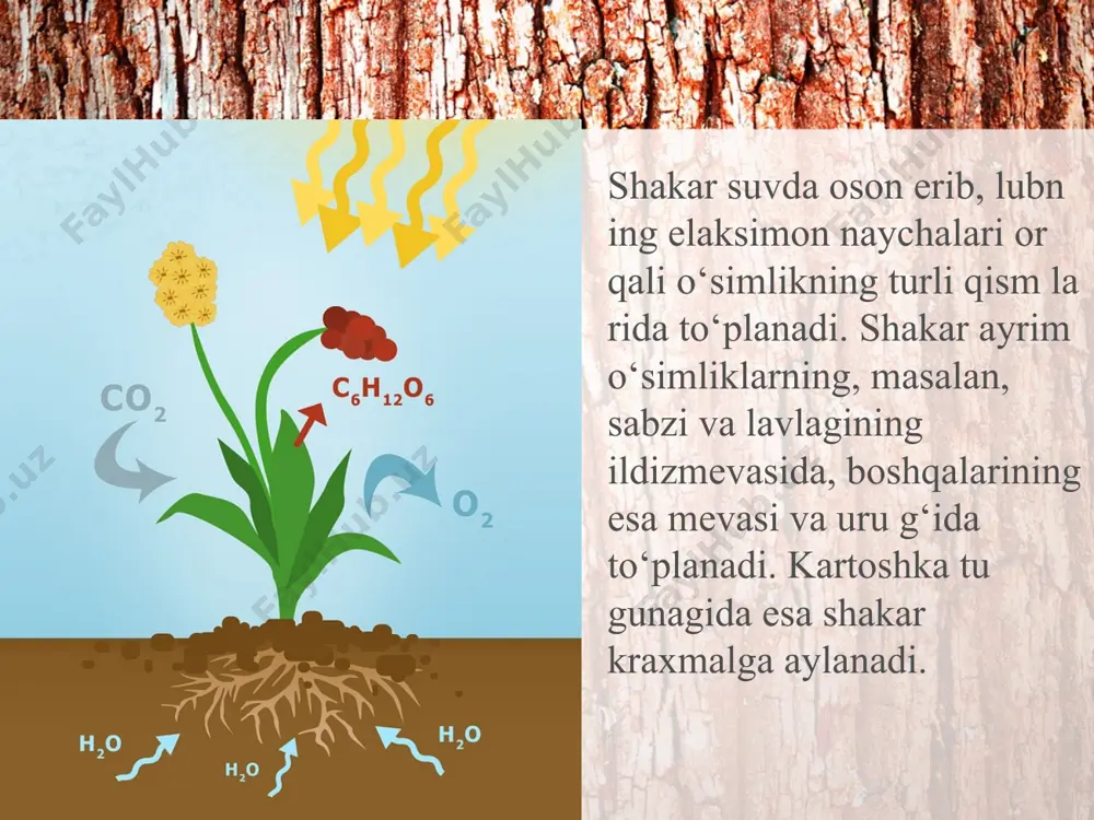 poyada oziq moddalarning harakatlanishi. 5 - sinf - Page 4