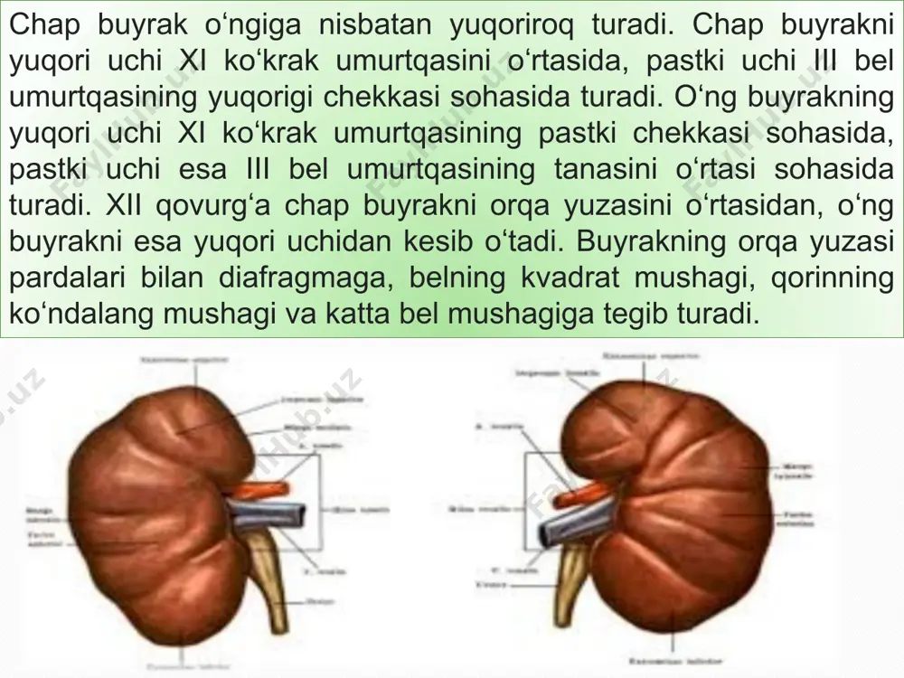 buyraklar haqida ma'lumot - Page 4