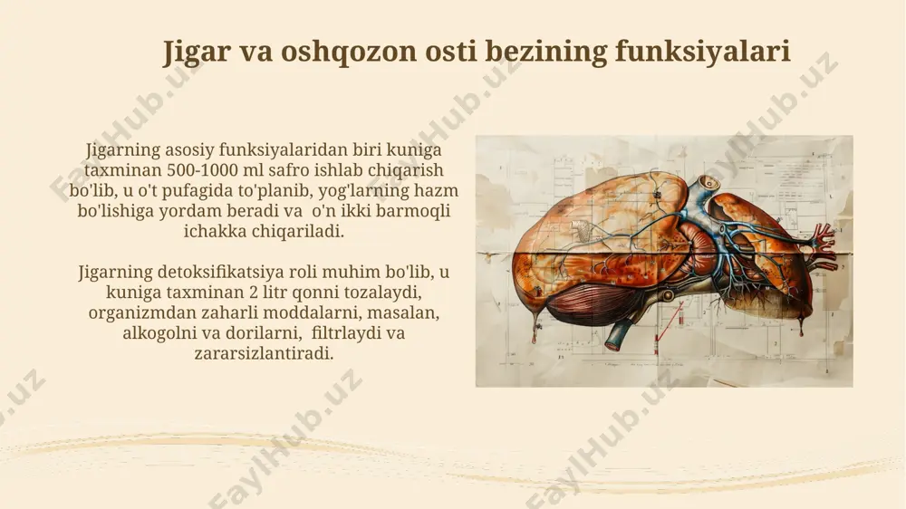 jigar va me'da osti bezi anatomiyasi - Page 4