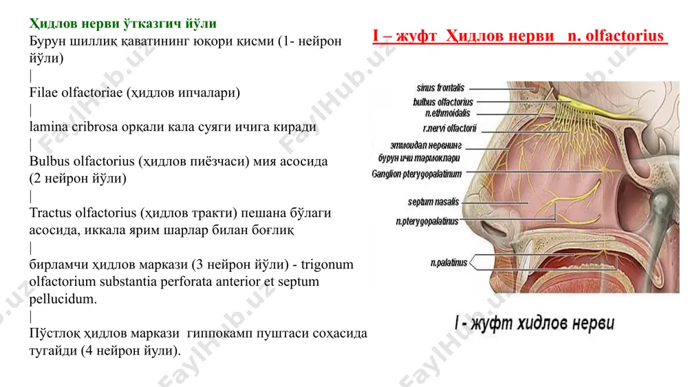 a alohida tekshiriladi) tashqariga - 90 gradus ichkariga - 60 gradus pastga - 70 gradus yuqoriga - 60 gradus ko'ruv analizatorining zararlanishi ambliopiya – ko'rish o'tkirligining pasayishi. amavroz – ko'rish o'tkirligining yo'qotilishi ko'ruv maydonining kontsentrik qisqarishi – ko'ruv maydonining hamma tomondan qisqarishi skotoma – ko'ruv maydoni ayrim qismlarining tushib qolishi gomonim gemianopsiya – har bir ko'z bir xil nomli tomonlaridagi ko'ruv maydonining tushib qolishi kvadrant gomonim gemianopsiya – ko'ruv maydoni kvadrantlarining tushib qolishi geteronim gemianopsiya - turli xil nomli tomonlaridagi ko'ruv maydonining tushib qolishi (ichki yoki tashqi) bitemporal – tashqi, chakka ko'ruv maydonlari. binazal – ichki ko'ruv maydonlari. ko'rish analizatori zararlanishida ko'ruv maydonining tushib qolish sxemasi. i- ko'ruv nervi zararlanishi; ii– kesishmaning ichki qismi zararlanishi; iii - kesishmaning tashki qismi chap tomonlama zararlanishi; iv- chap ko'ruv trakti zararlanishi; v-talamokortikal yo'l zararlanishi; vi–ko'ruv nurligining chap tomonlama yuqori qismi zararlanishi; vii- ko'ruv nurligining chap tomonlama pastki qismi zararlanishi; 7 testlar ko'ruv nervi …