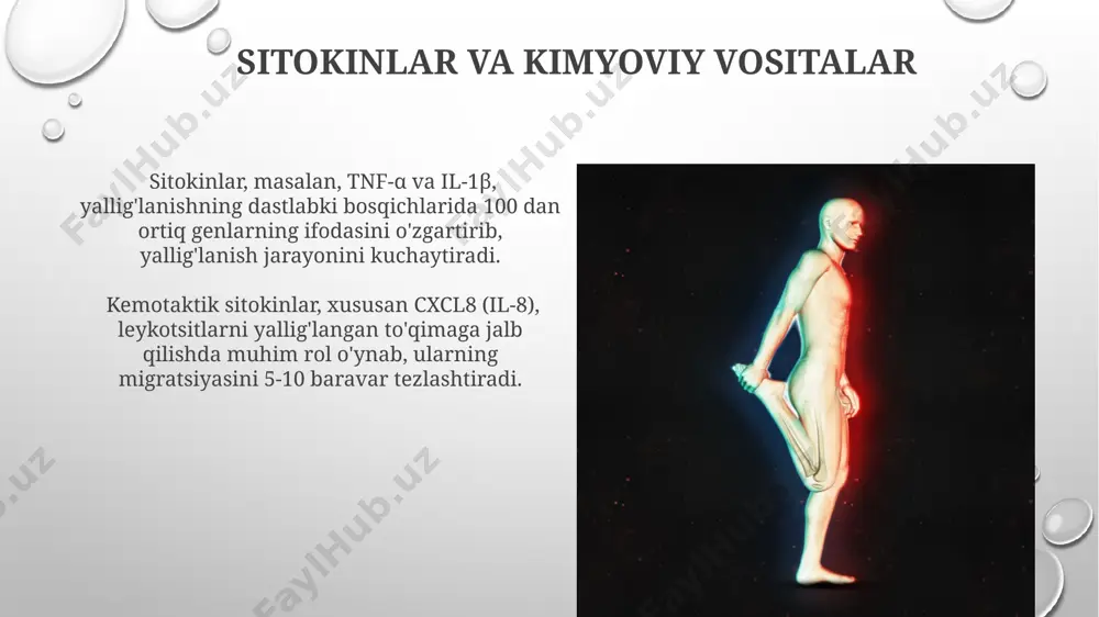 siy bosqich: tan olish, faollashtirish va yakunlash, har bir bosqich o'ziga xos molekulyar mexanizmlar bilan tavsiflanadi. yallig'lanishning rivojlanishida 5 dan ortiq yallig'lanish vositachilari, masalan, sitokinlar (tnf-α, il-1β) va kemokinlar ishtirok etadi, ular hujayra faollashuvini va immun reaktsiyasini boshqaradi. e'tiboringiz uchun rahmat @taqdimot_robot image3.png image4.jpg image5.jpg image6.jpg image7.jpg image8.jpg image9.jpg image10.jpg image11.jpg image12.jpg image13.jpg image1.png