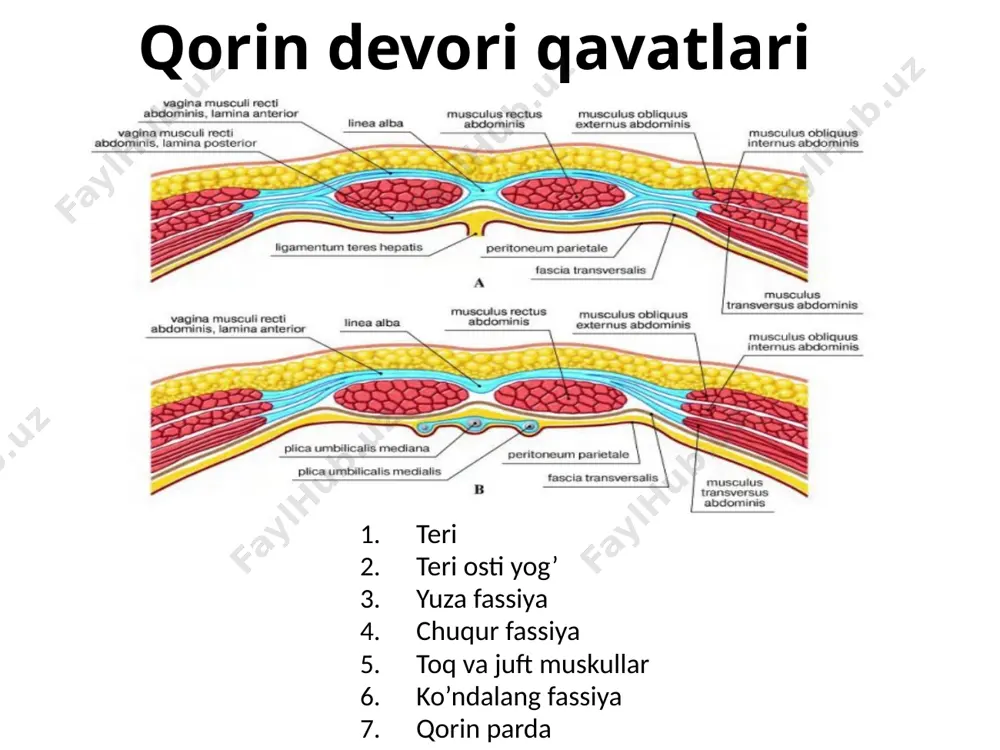 qorinold-yondevorining topografik anatomiyasi - Page 5