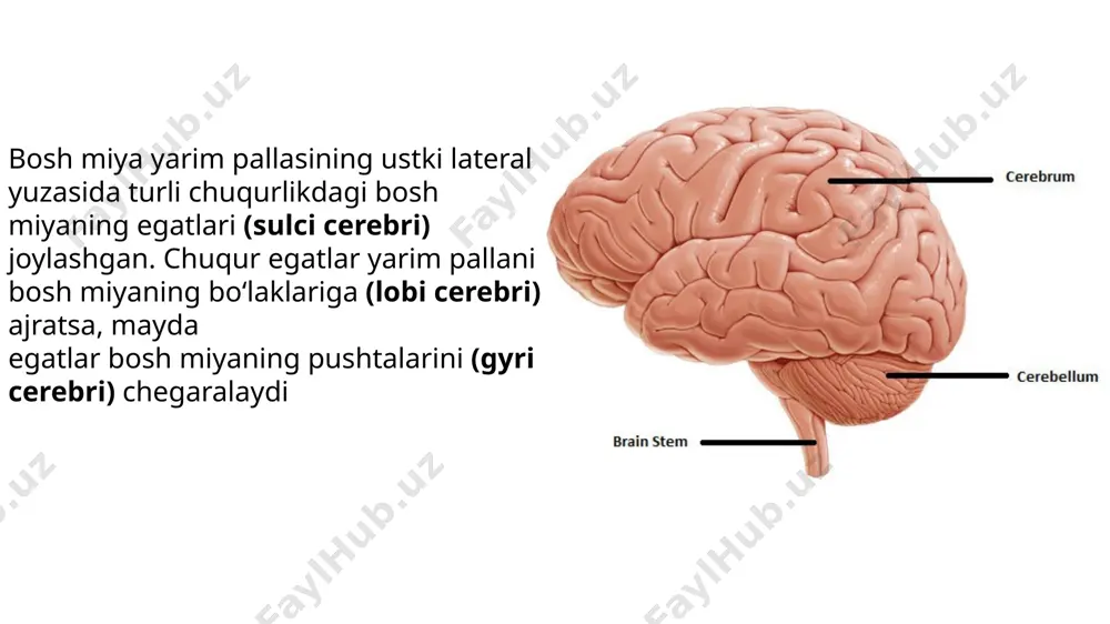asiga kiradi va ko'zning ustki qiyshiq mushagini (m.obliquus superior) innervatsiya qiladi. v. nervus trigeminus﻿ v juft, uch shoxli nerv (n. trigeminus) aralash nerv. uning harakatlantiruvchi tolalari ko'prikda joylashgan (nucleus motorius n. trigemeni) o'zakdan boshlanadi. uch shoxli nerv miya asosidan ikki ildiz (sezuvchi va harakatlantiruvchi) hosil qilib ko'prik bilan miyachaning o'rta oyoqchasi orasidan chiqadi. uning sezuvchi ildizi (radix sensoria) harakatlantiruvchi ildiziga (radix mctgria) nisbatan qalin. uch shoxli nerv oldinga va biroz tashqariga yo'nalib, chakka suyagi piramidasini oldingi yuzasidagi uch shoxli nerv botiqligida joylashgan uch shoxli nerv bo'shlig'i (cavum trigeminale) ichiga kiradi. uning ichida uch shoxli nerv tugunini (ganglion trigeminale) hosil qiladi. inoyatov a.a. vi. nervus abducens vi juft, uzoqlashtiruvchi nerv (n. abducens) harakatlantiruvchi nerv. uning yagona harakatlantiruvchi o'zagi (nucleus n.abducentis) ko‘prikda joylashgan. nerv miya asosidan ko'prik bilan uzunchoq miyaning o'rtasidagi egatdan chiqadi. oldinga yo'nalib, ko'z kosasining yuqori tirqishi orqali ko'z kosasiga kiradi va ko'zning lateral to'g'ri mushagini (m.rectus lateralis) innervatsiya qiladi. …