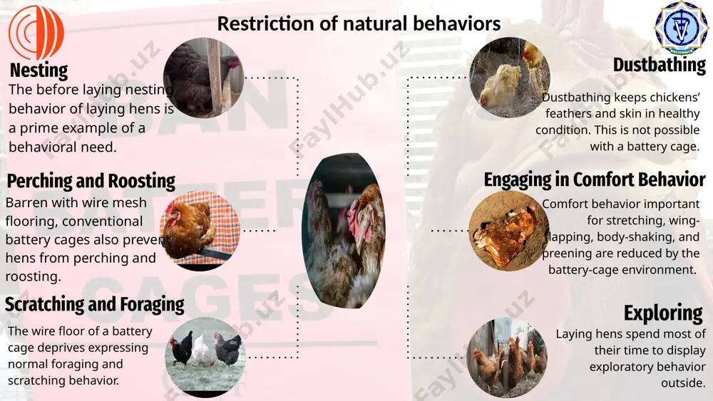 keeping poultry in battery cages - Page 4
