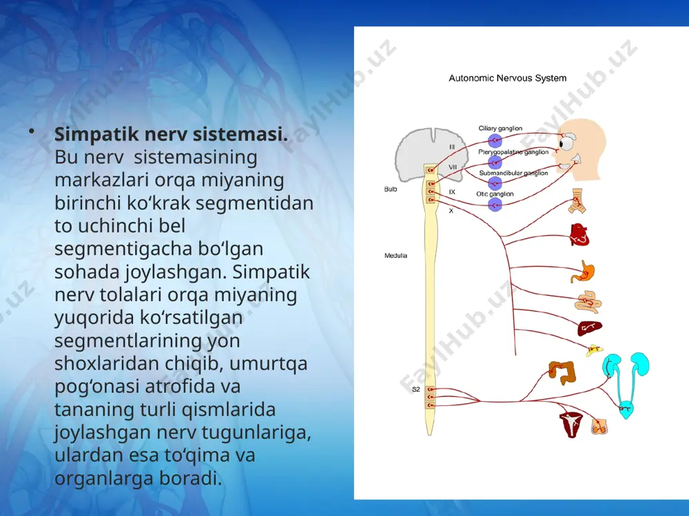 vegetativ nerv sistemasi. 8 - sinf - Page 5